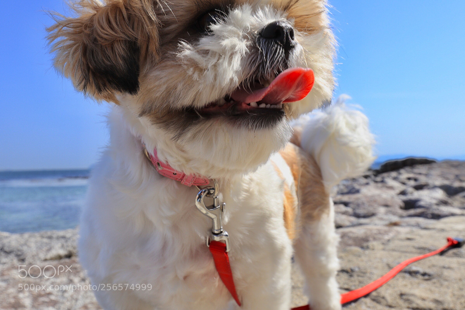 Canon EOS M5 sample photo. Tongue photography