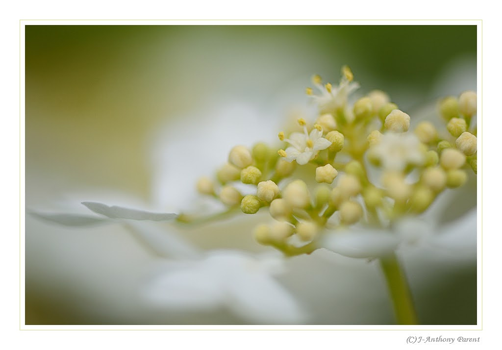 Nikon D90 sample photo. Sorbier des oiseaux _ sorbus aucuparia photography