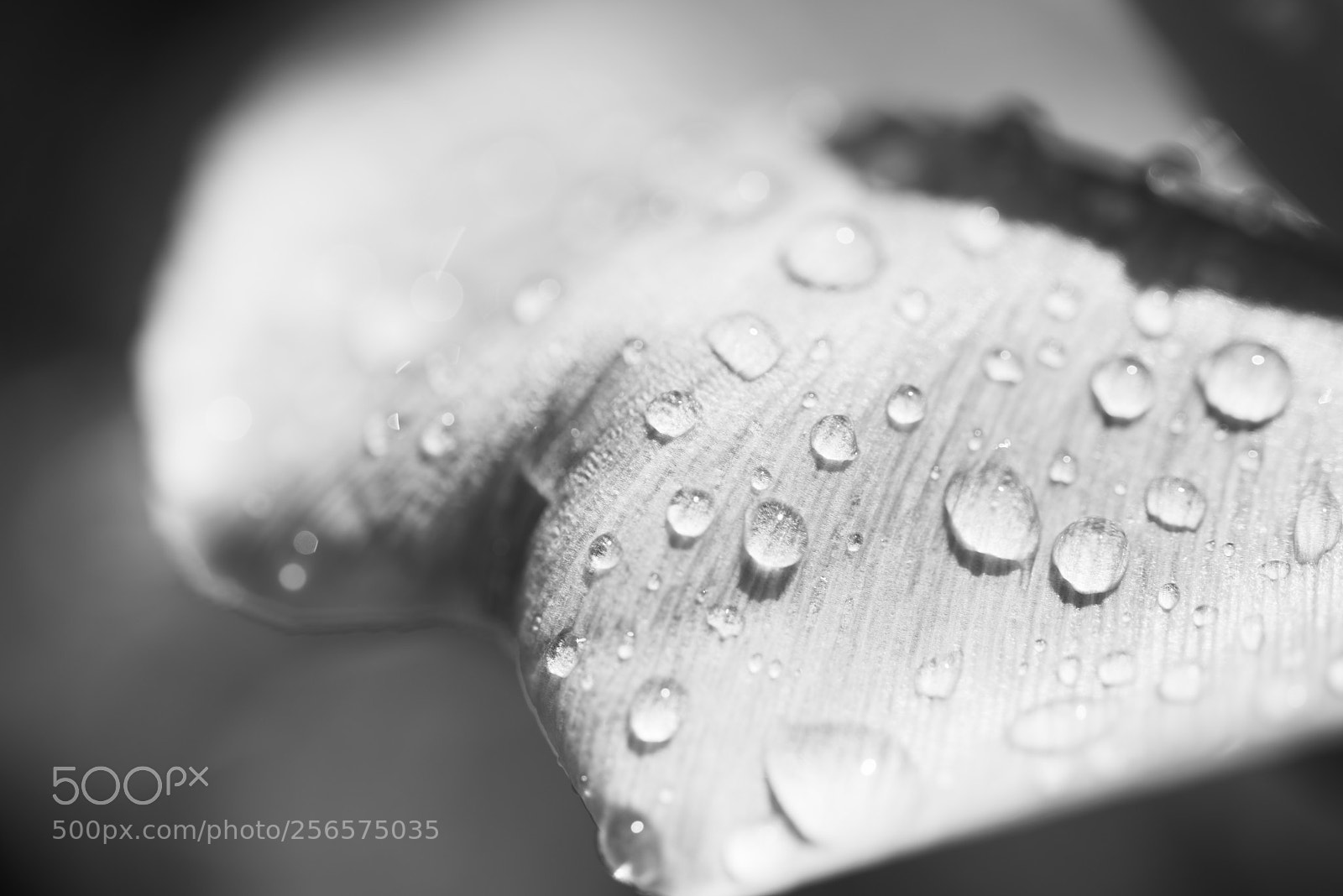 Nikon D810 sample photo. After rain photography