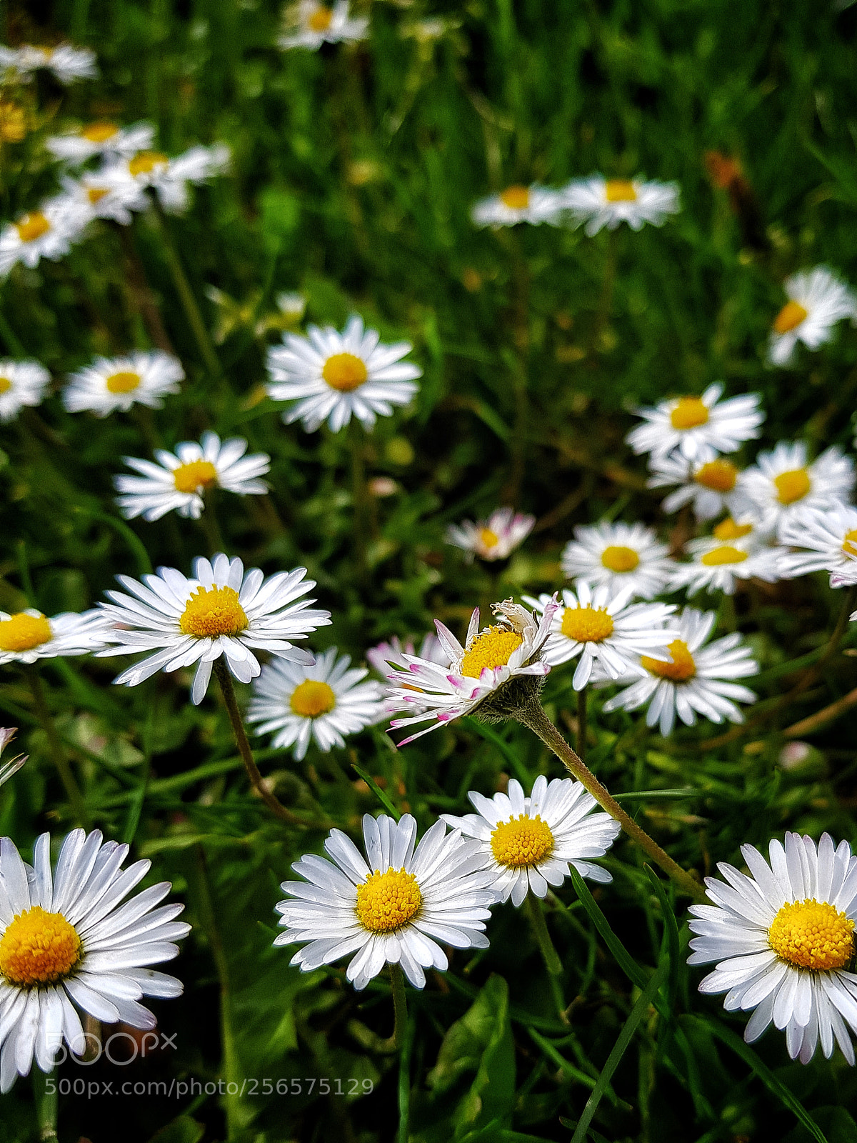 Samsung Galaxy S8+ sample photo. Wild flowers photography