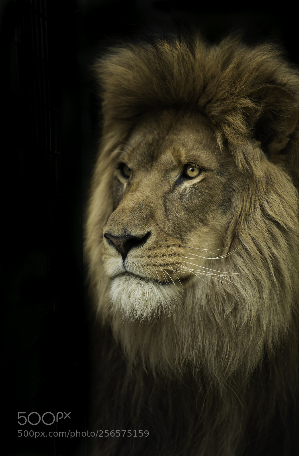 Nikon D5 sample photo. Lion photography