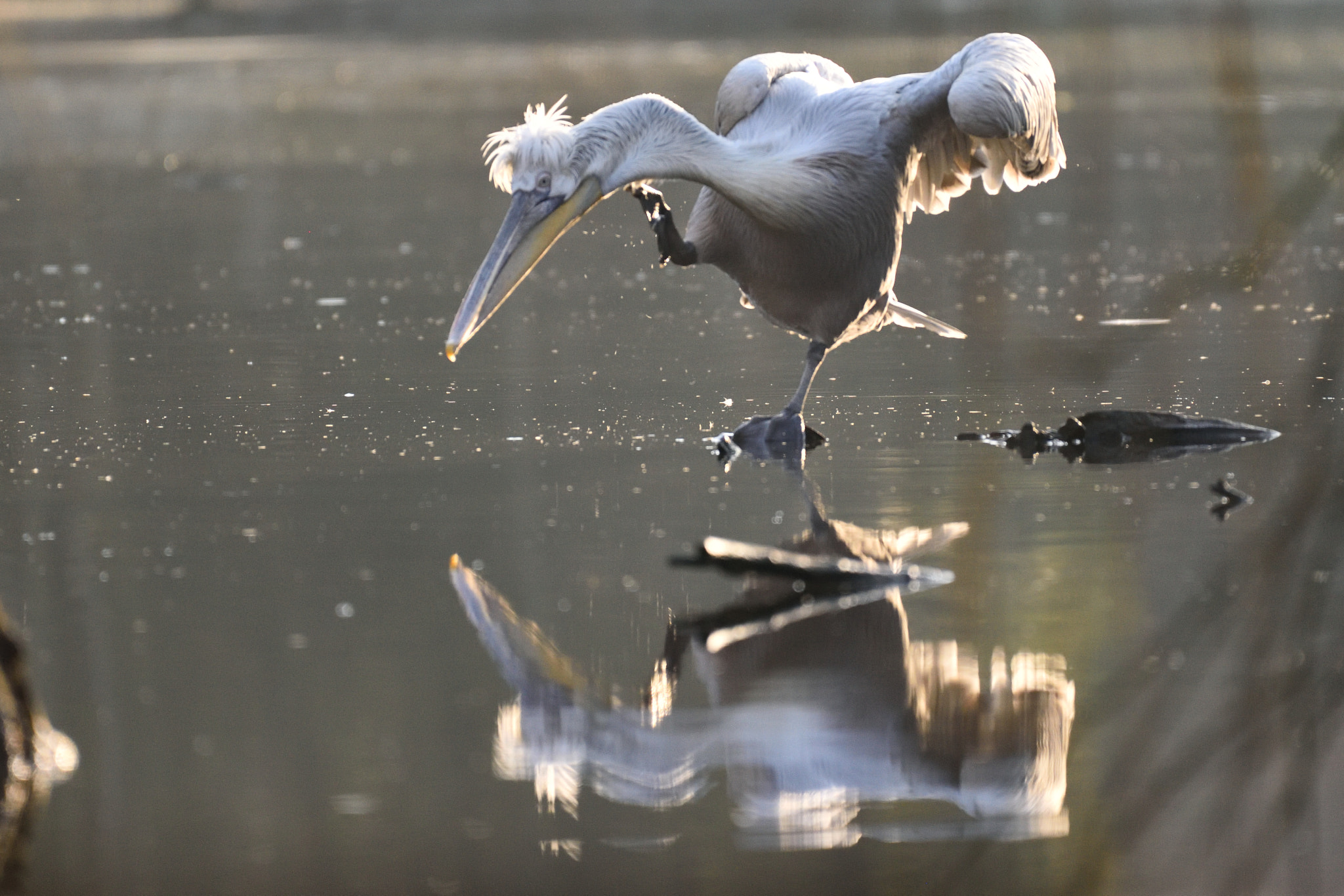 Nikon D810 + Nikon AF-S Nikkor 200-500mm F5.6E ED VR sample photo. Love to dance photography