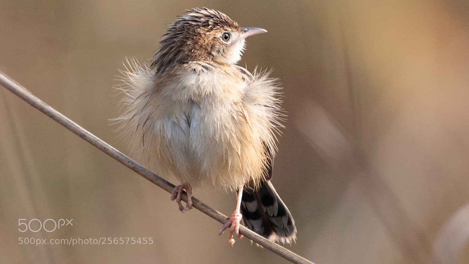 Nikon D90 sample photo. Zitting cisticola in rajarhat photography