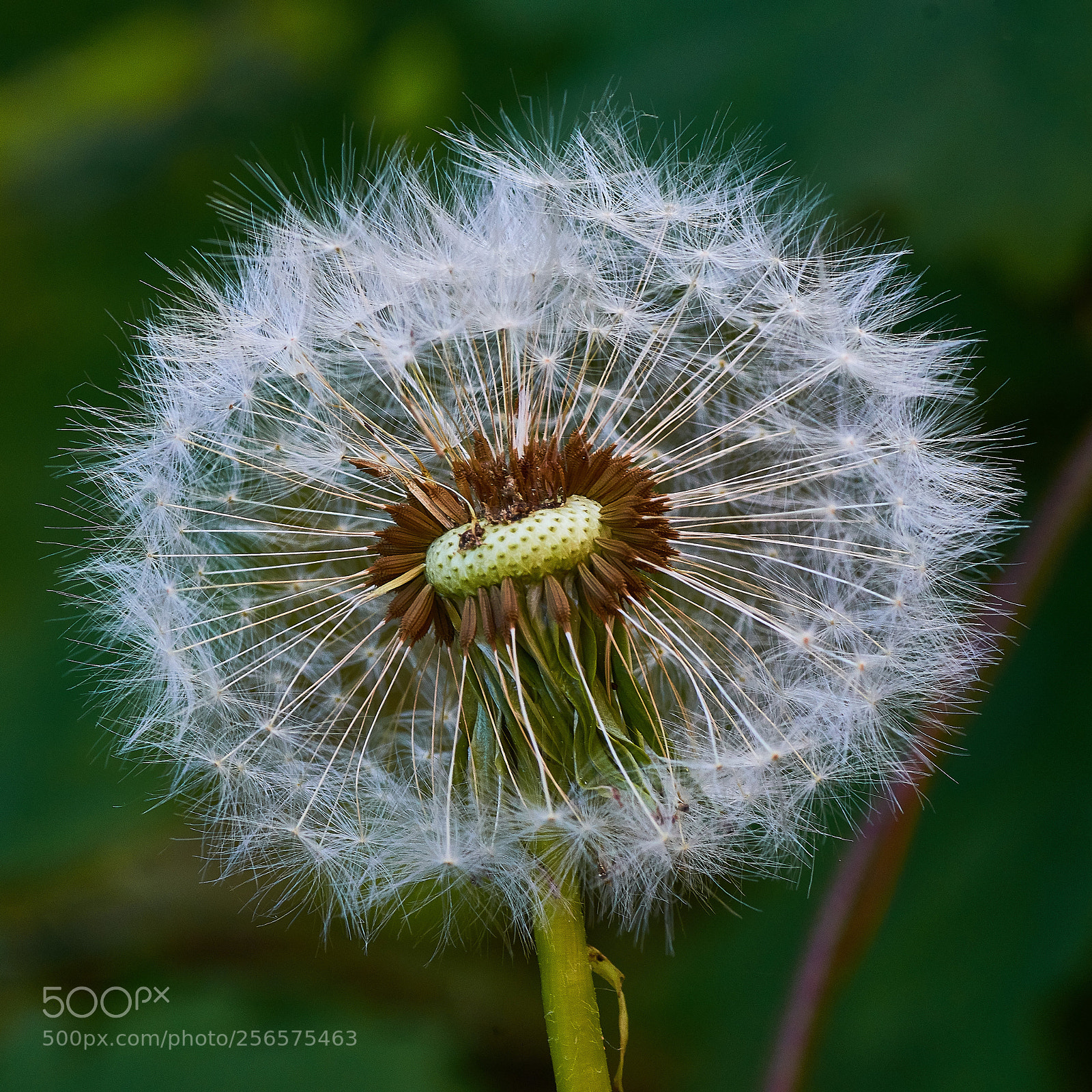 Pentax K-3 sample photo. "open" dandelion photography