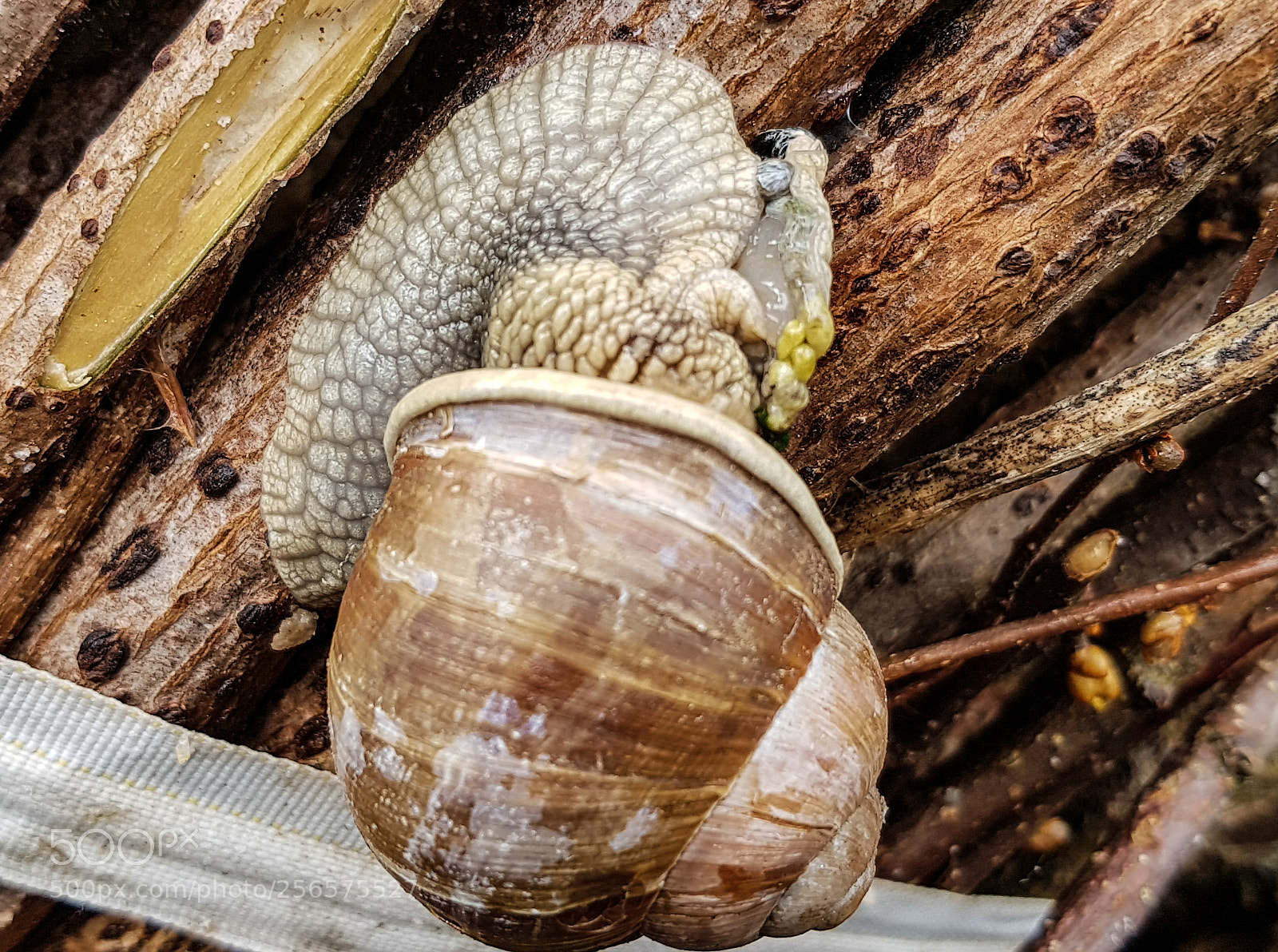 Samsung Galaxy S8 sample photo. Snail world snail on photography
