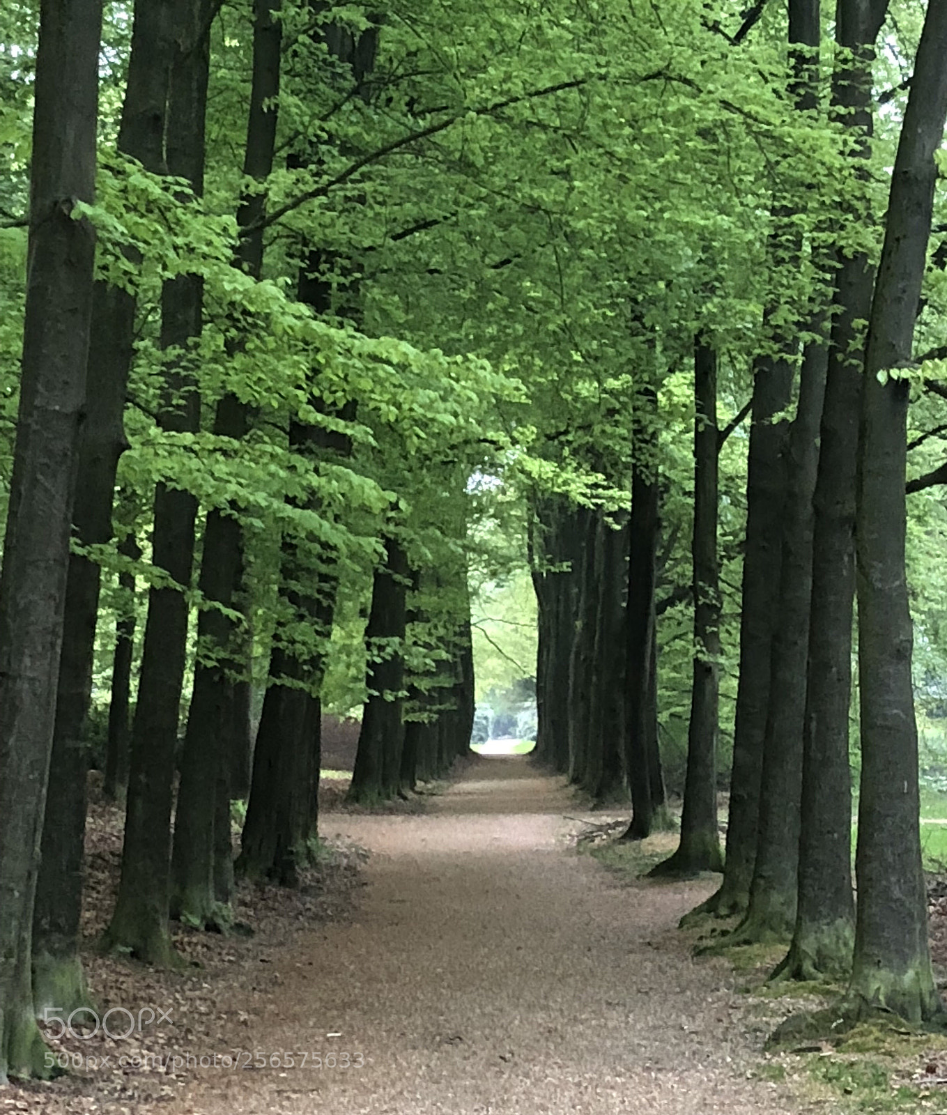 Apple iPhone 8 sample photo. Walk in the park photography