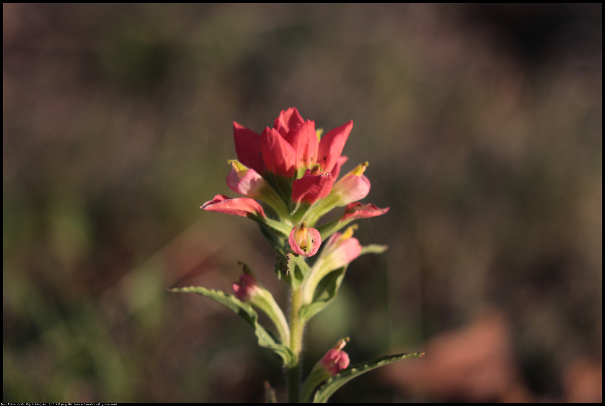 Canon EF 70-300 F4-5.6 IS II USM sample photo. Texas paintbrush (castilleja indivisa) photography