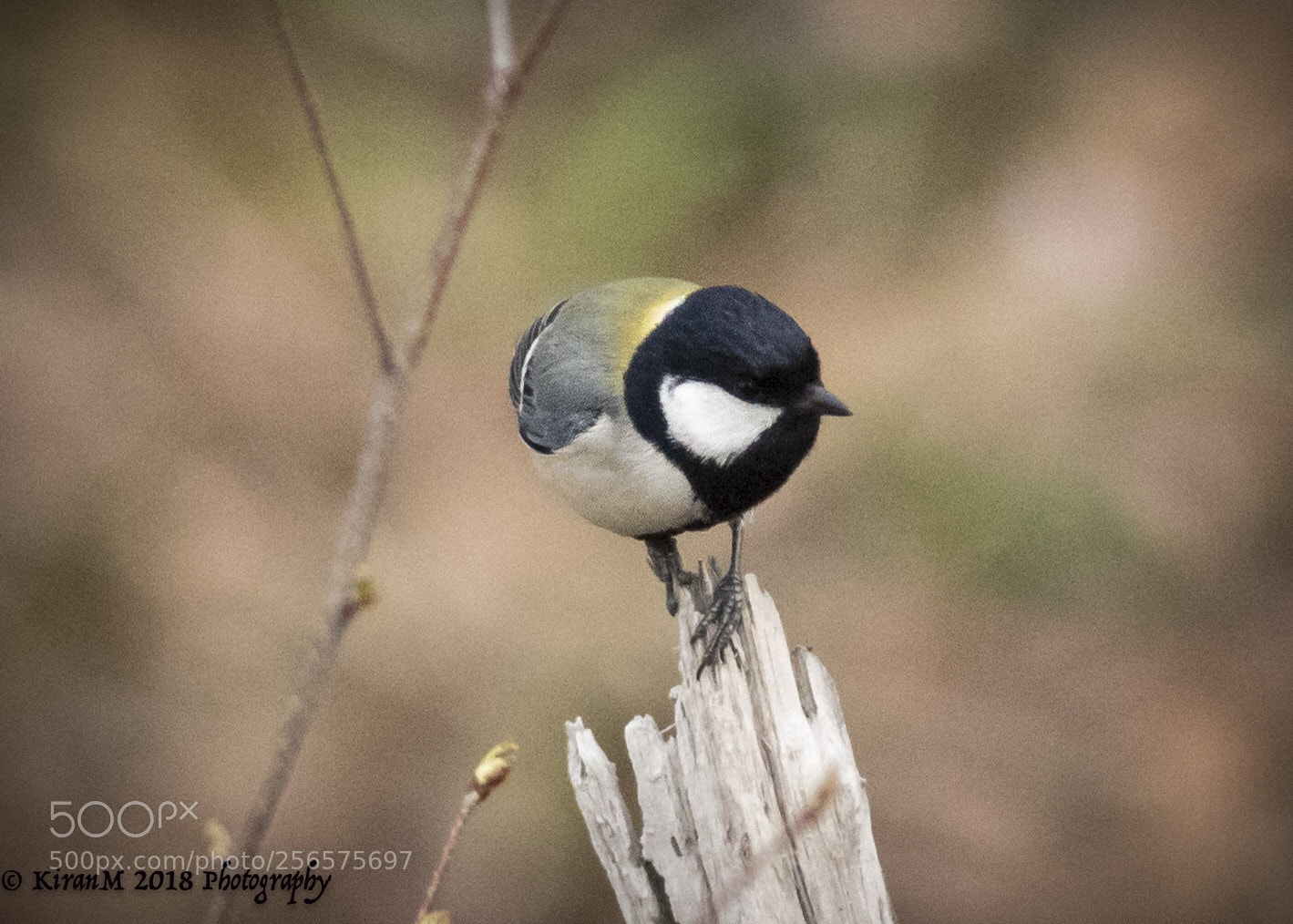 Canon EOS 7D Mark II sample photo. Great tit photography