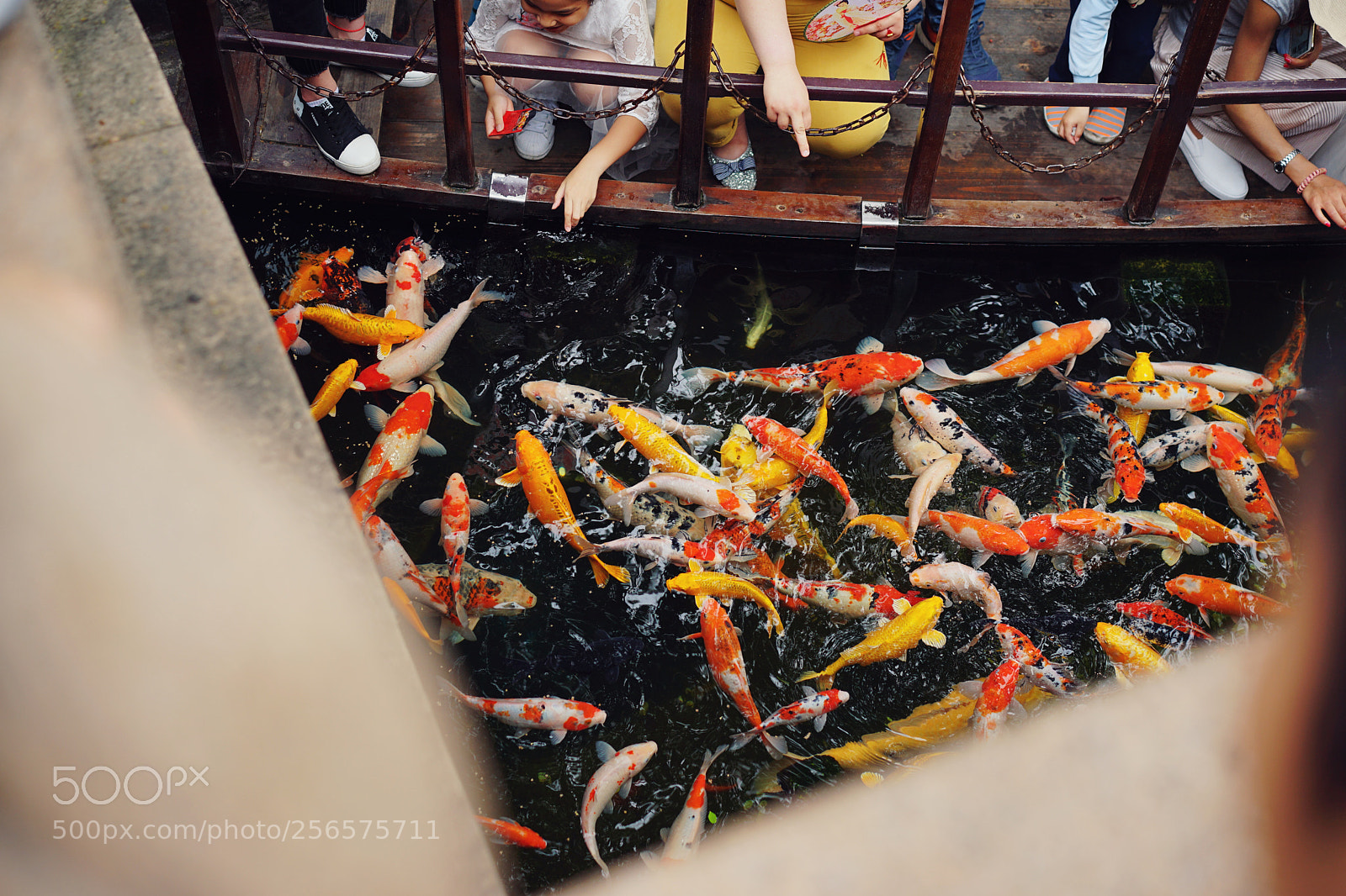 Sony a7 II sample photo. Goldfish photography
