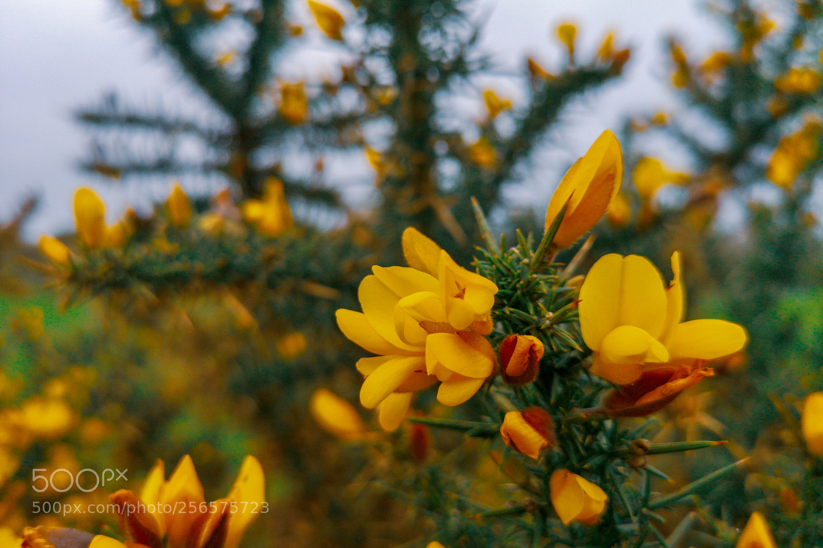 HUAWEI CLT-L09 sample photo. Spring flowers photography