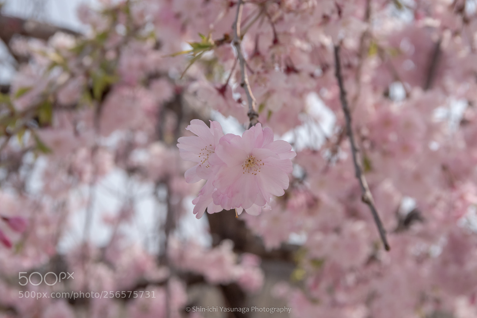 Pentax K-70 sample photo. Cherry blossoms photography
