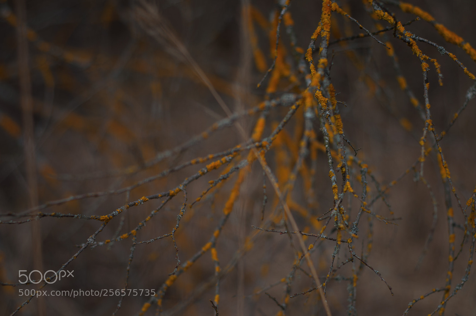 Nikon D90 sample photo. Branches photography