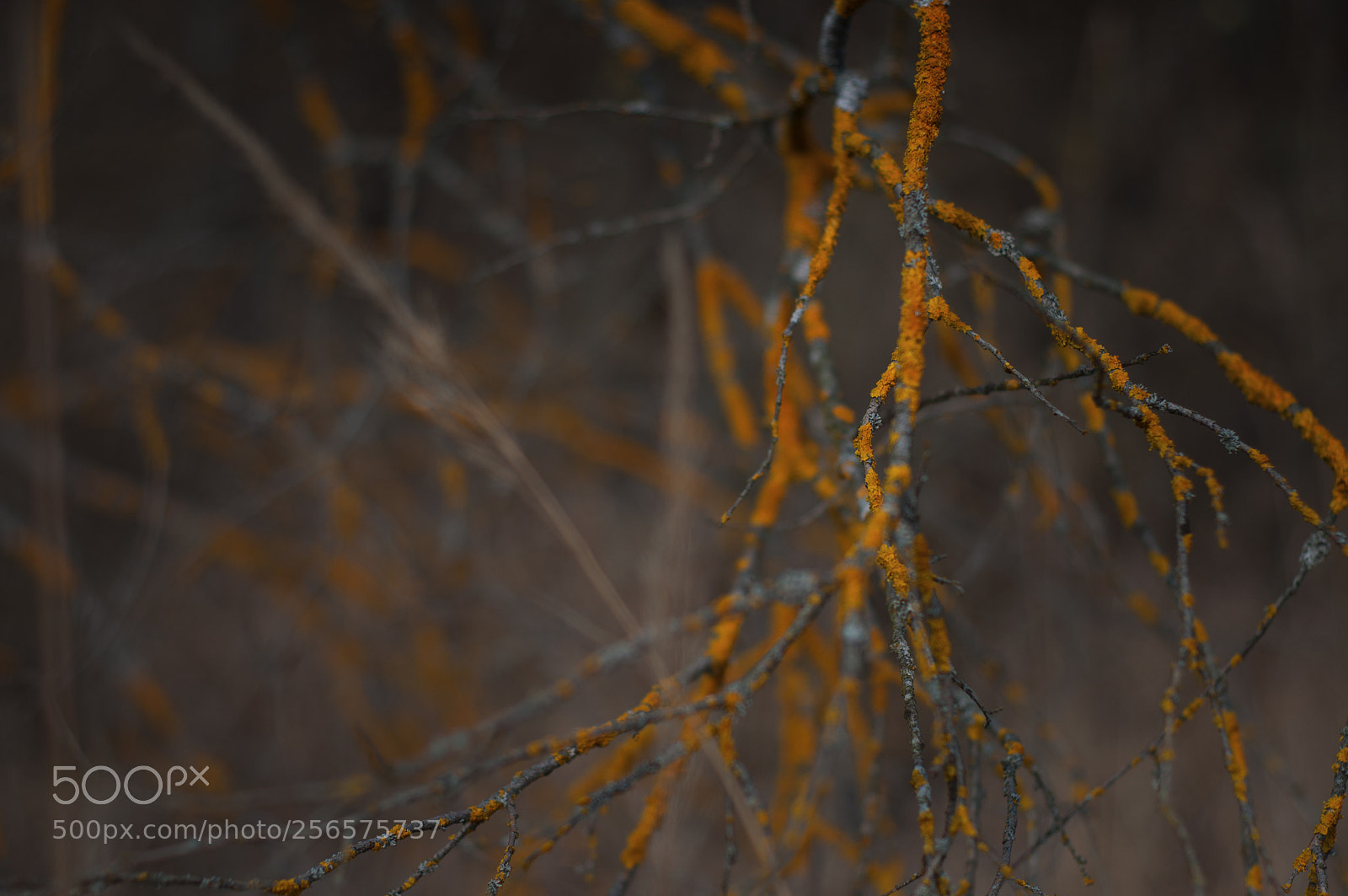 Nikon D90 sample photo. Branches photography