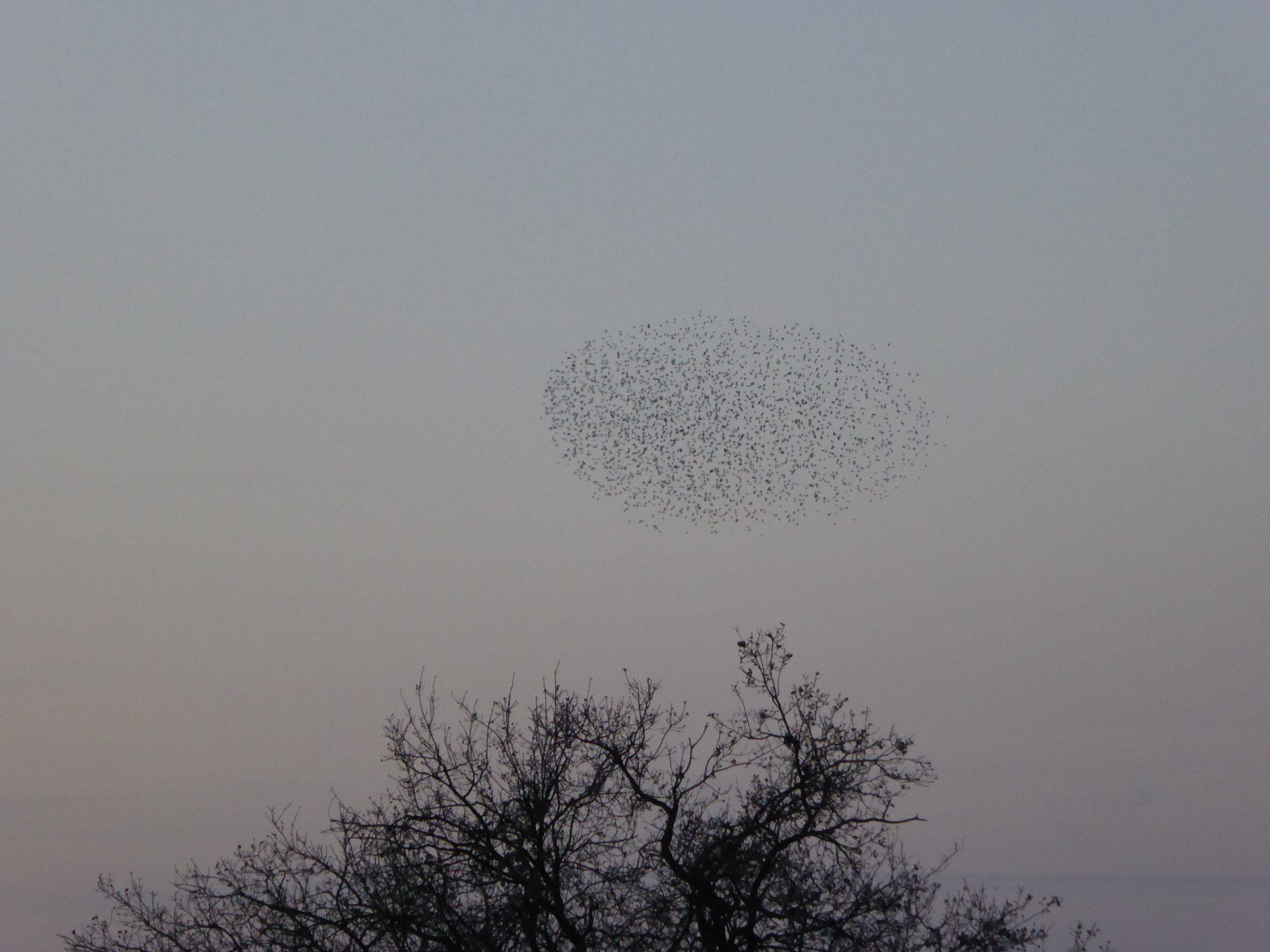 Panasonic Lumix DMC-ZS40 (Lumix DMC-TZ60) sample photo. Birds drawing photography