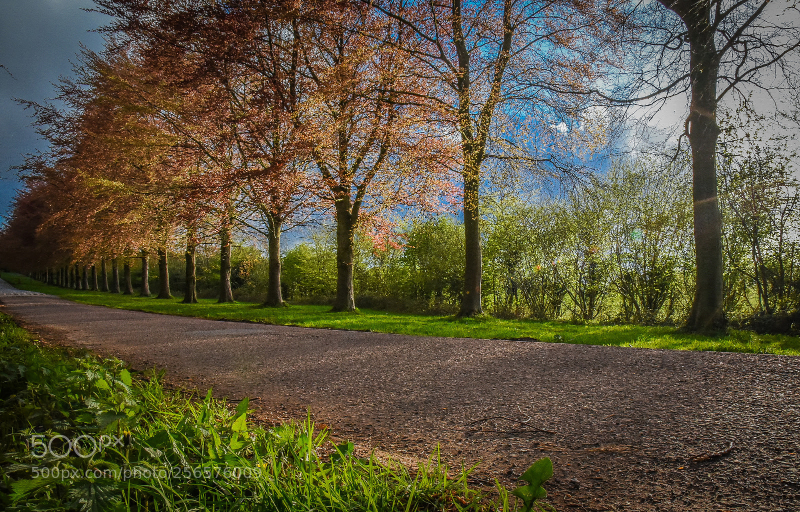 Nikon D750 sample photo. Leigh woods drive.jpg photography