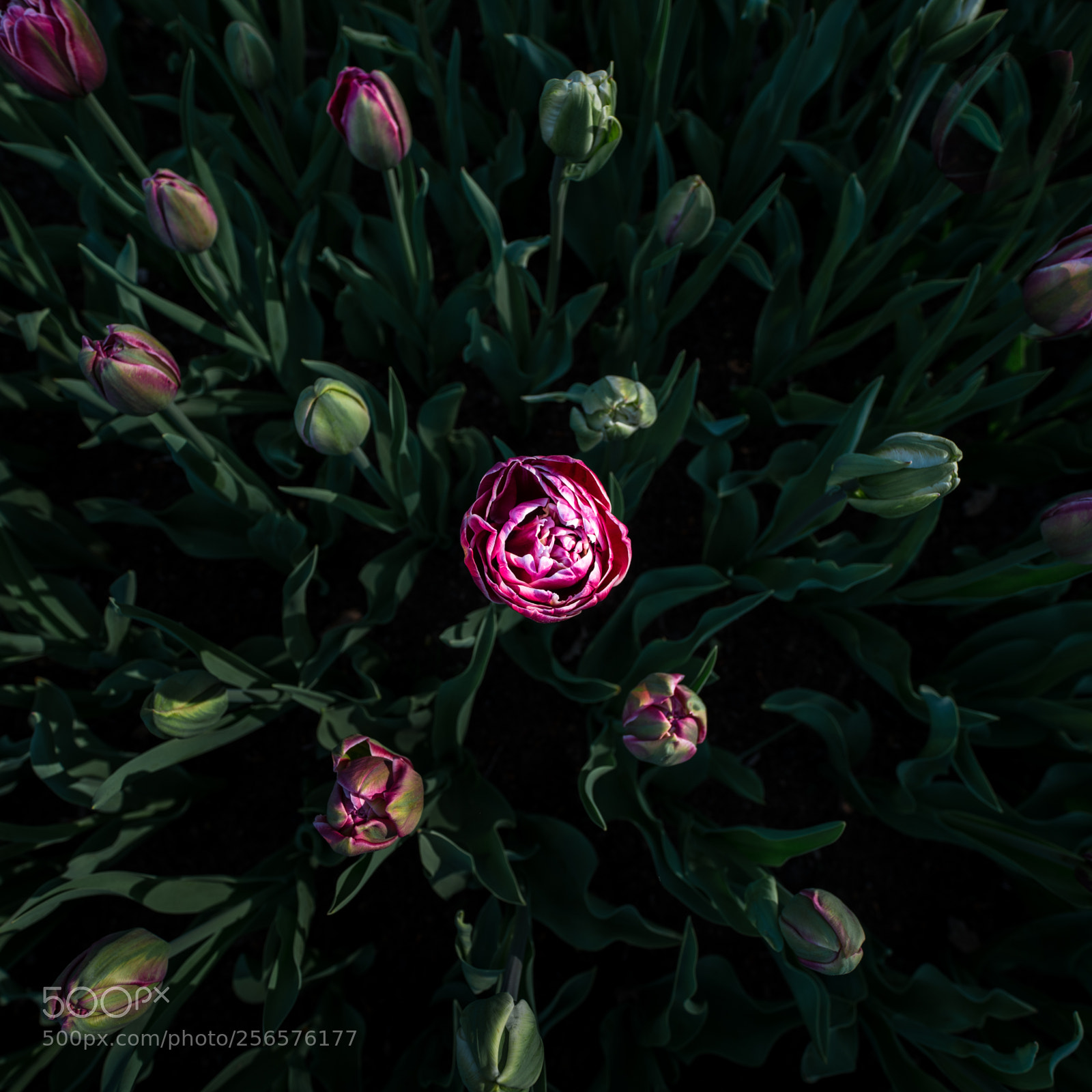 Sony a7R II sample photo. Pink tulips photography