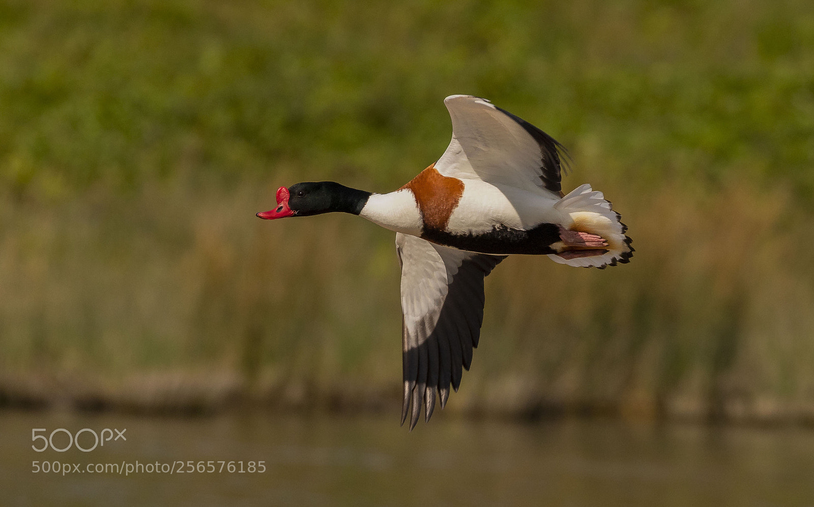 Canon EOS 7D Mark II sample photo. Shelduck photography