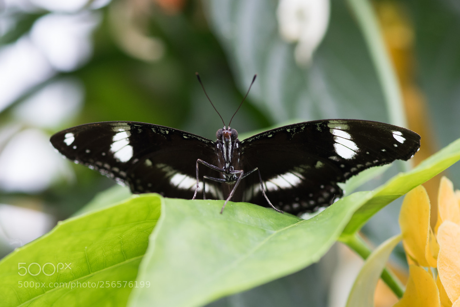 Nikon D810 sample photo. Cgsback butterfly photography