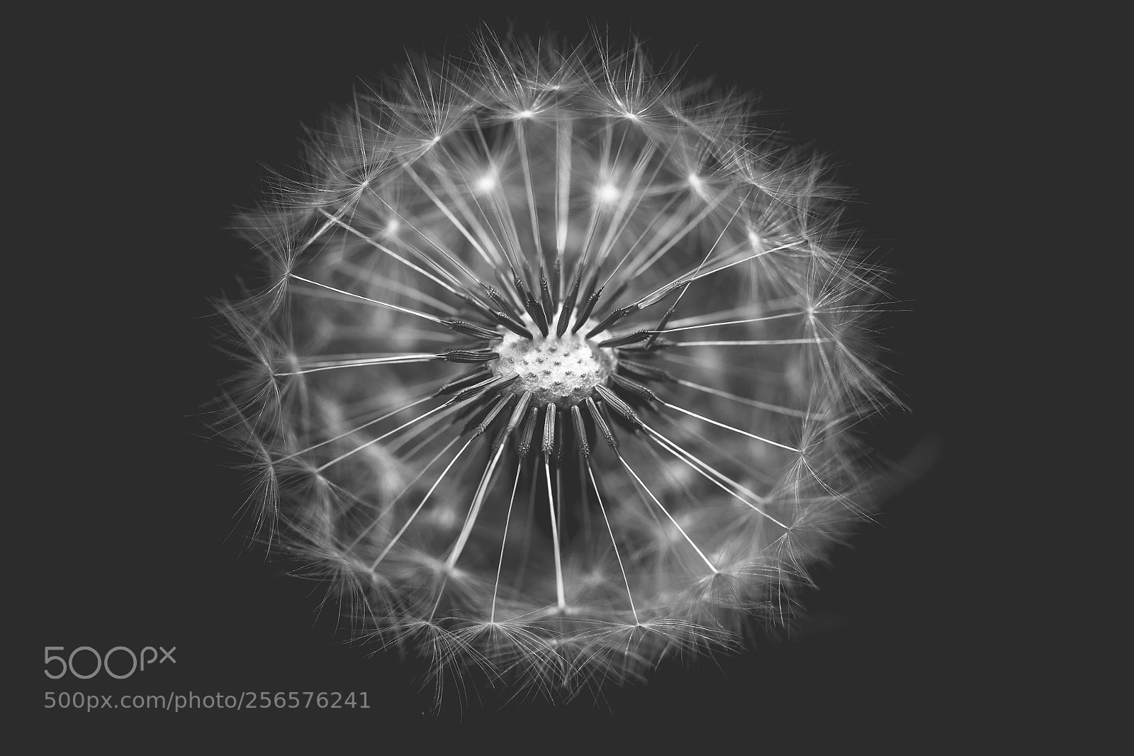 Sony a7 III sample photo. Dandelion photography