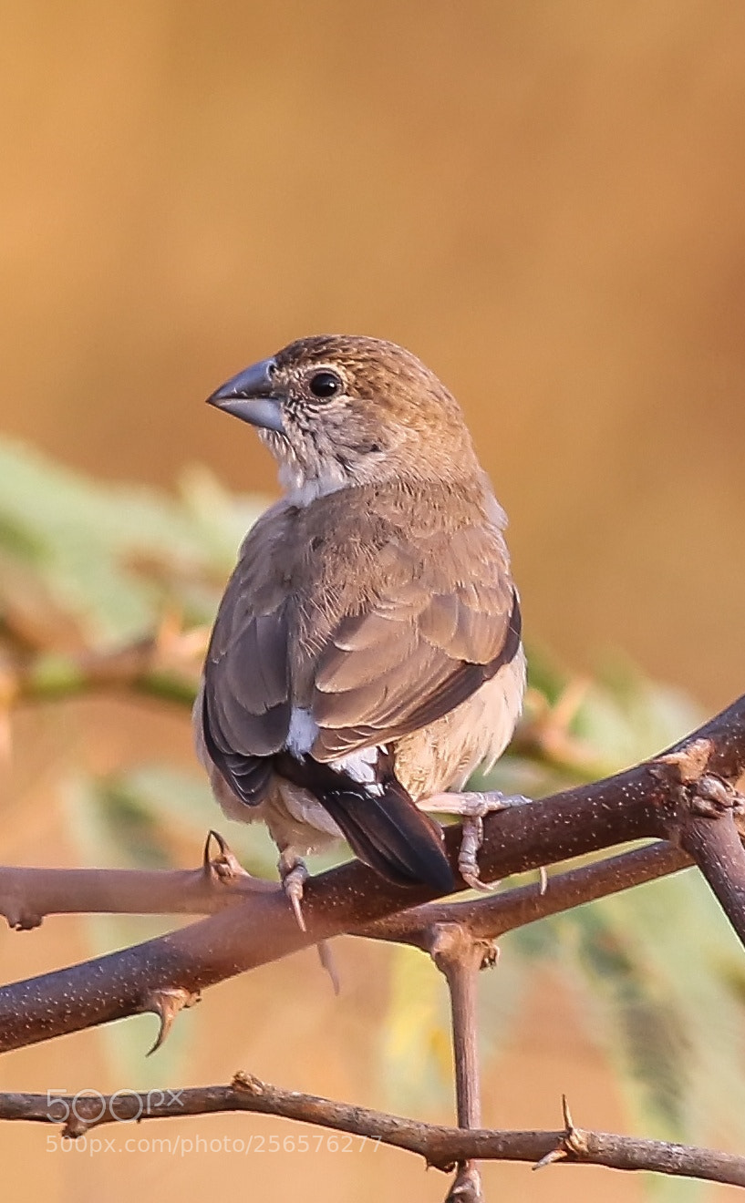 Canon EOS 7D Mark II sample photo. Indian silverbill photography