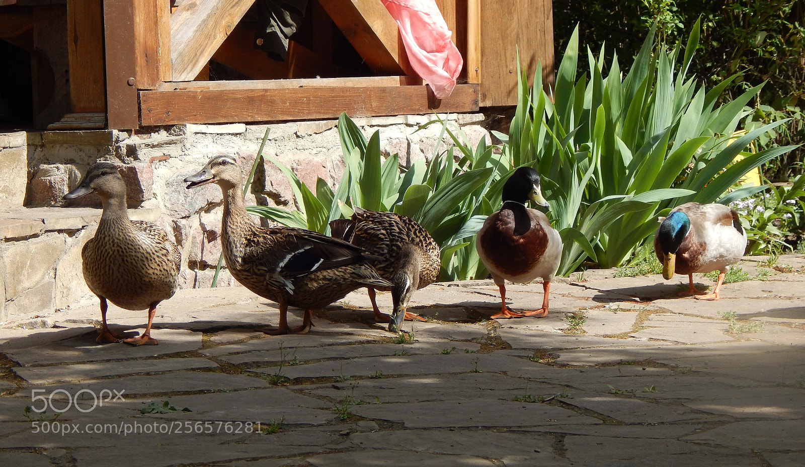 Nikon Coolpix L830 sample photo. Duck gang)))) photography
