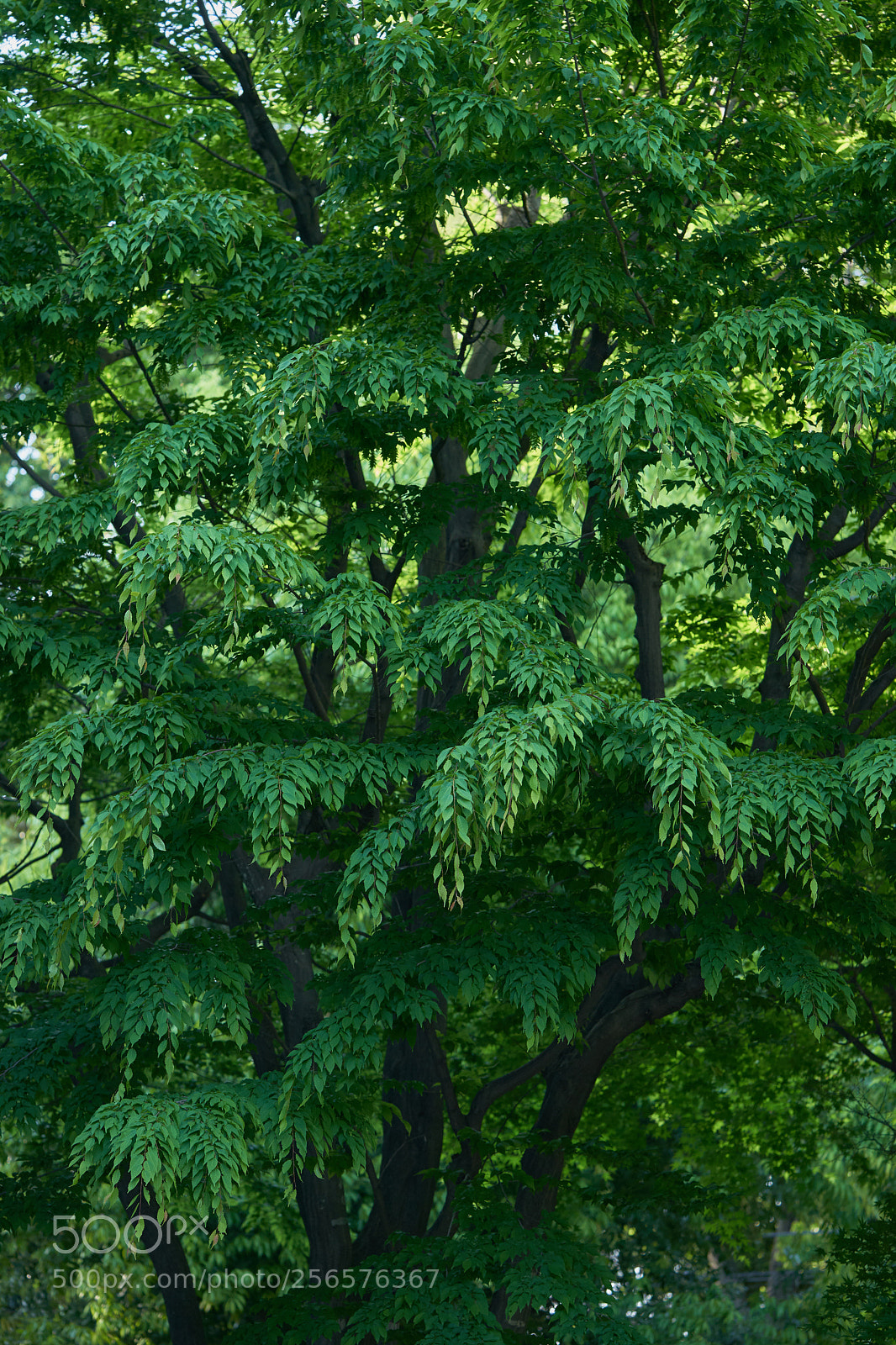 Sony a7 sample photo. Leaves 973 photography