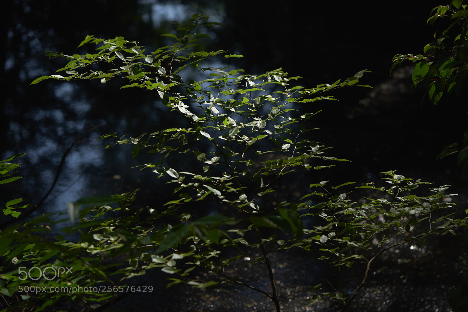 Sony a7 sample photo. Leaves 974 photography