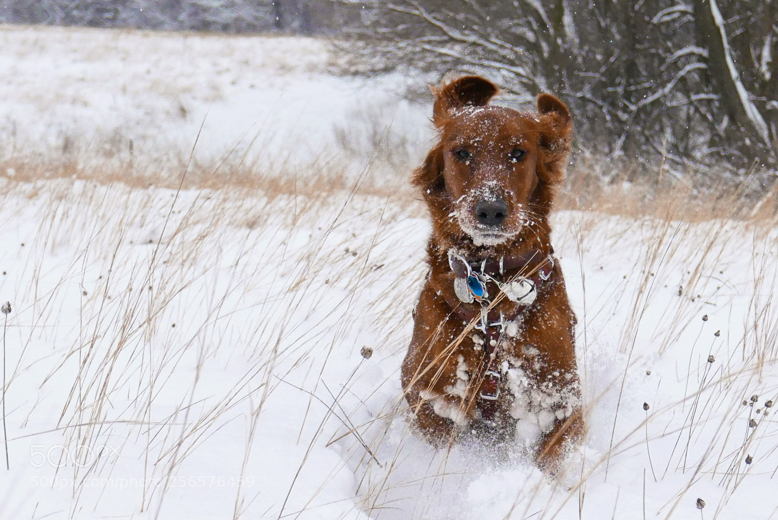 Leica D-Lux (Typ 109) sample photo. Snow ball photography