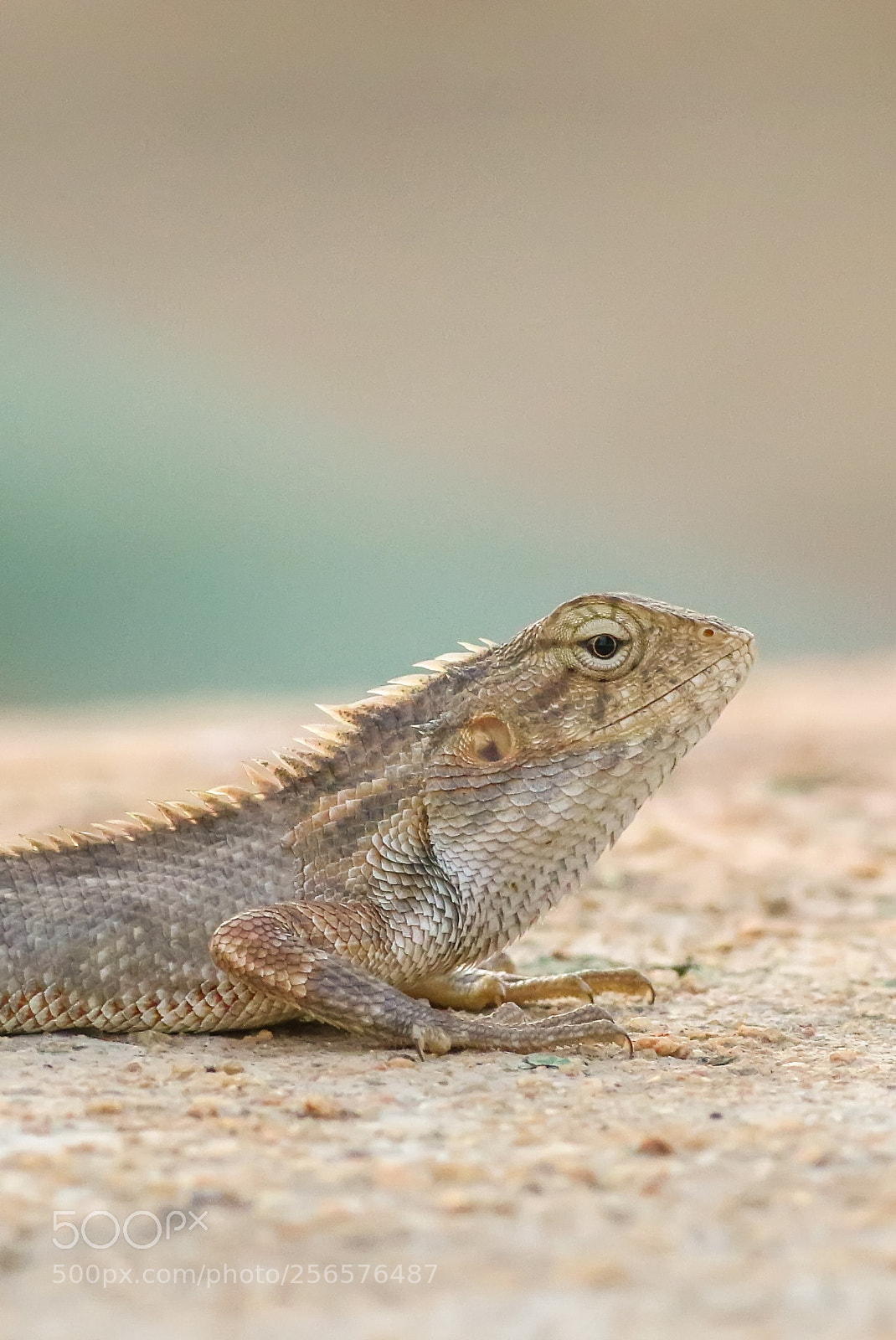Canon EOS 7D Mark II sample photo. Garden lizard photography