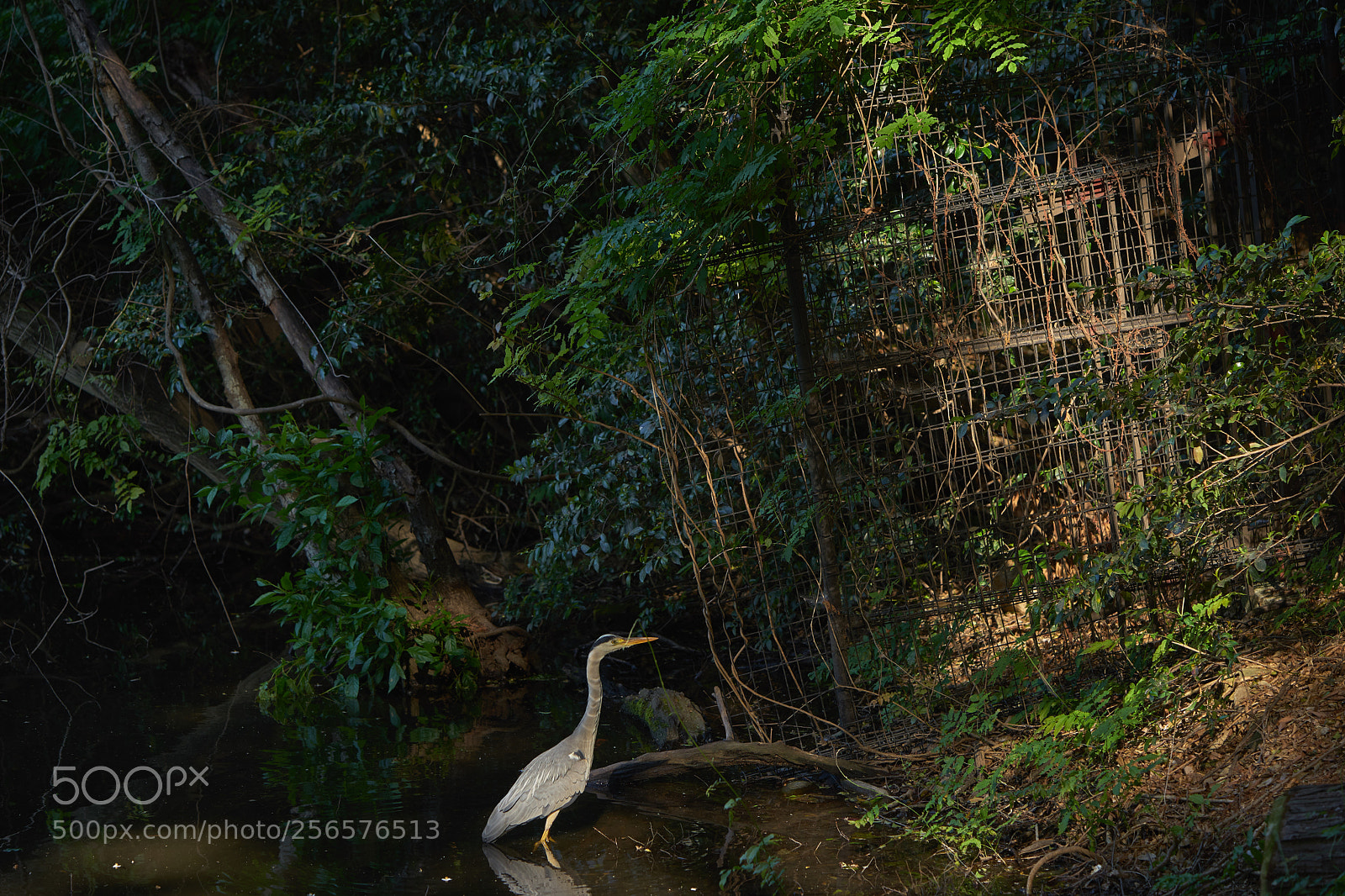 Sony a7 sample photo. Street 307 photography