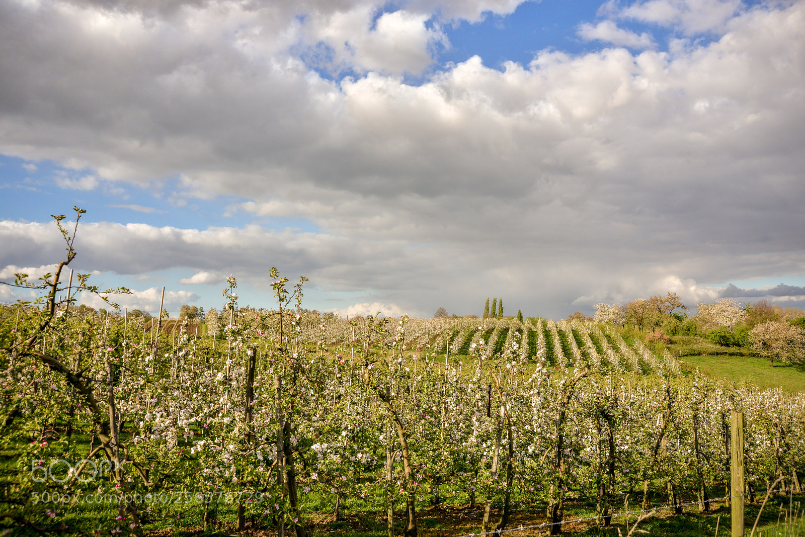 Nikon D800 sample photo. Blooming garden photography