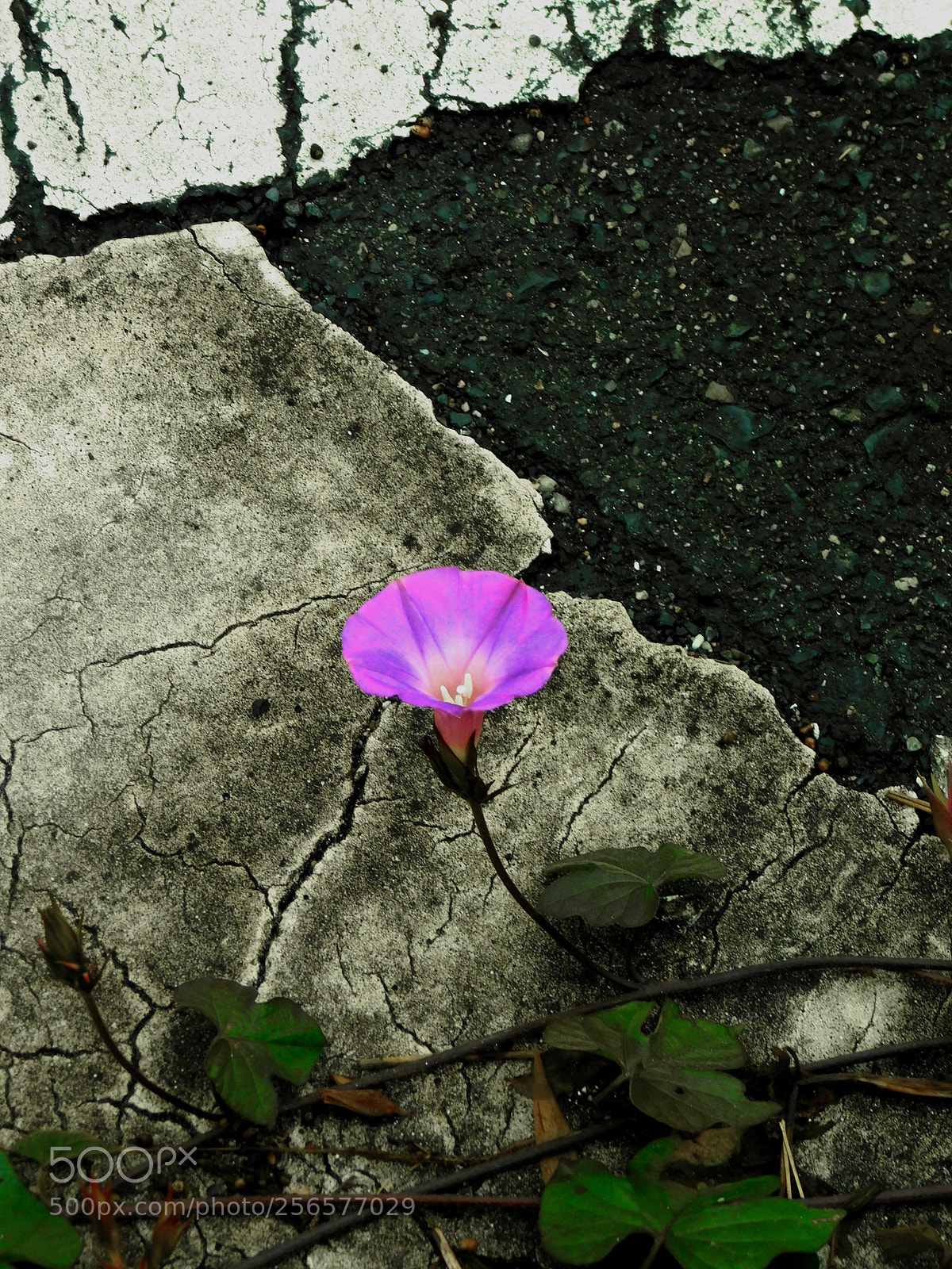 Nikon Coolpix B500 sample photo. No choice, no blues photography