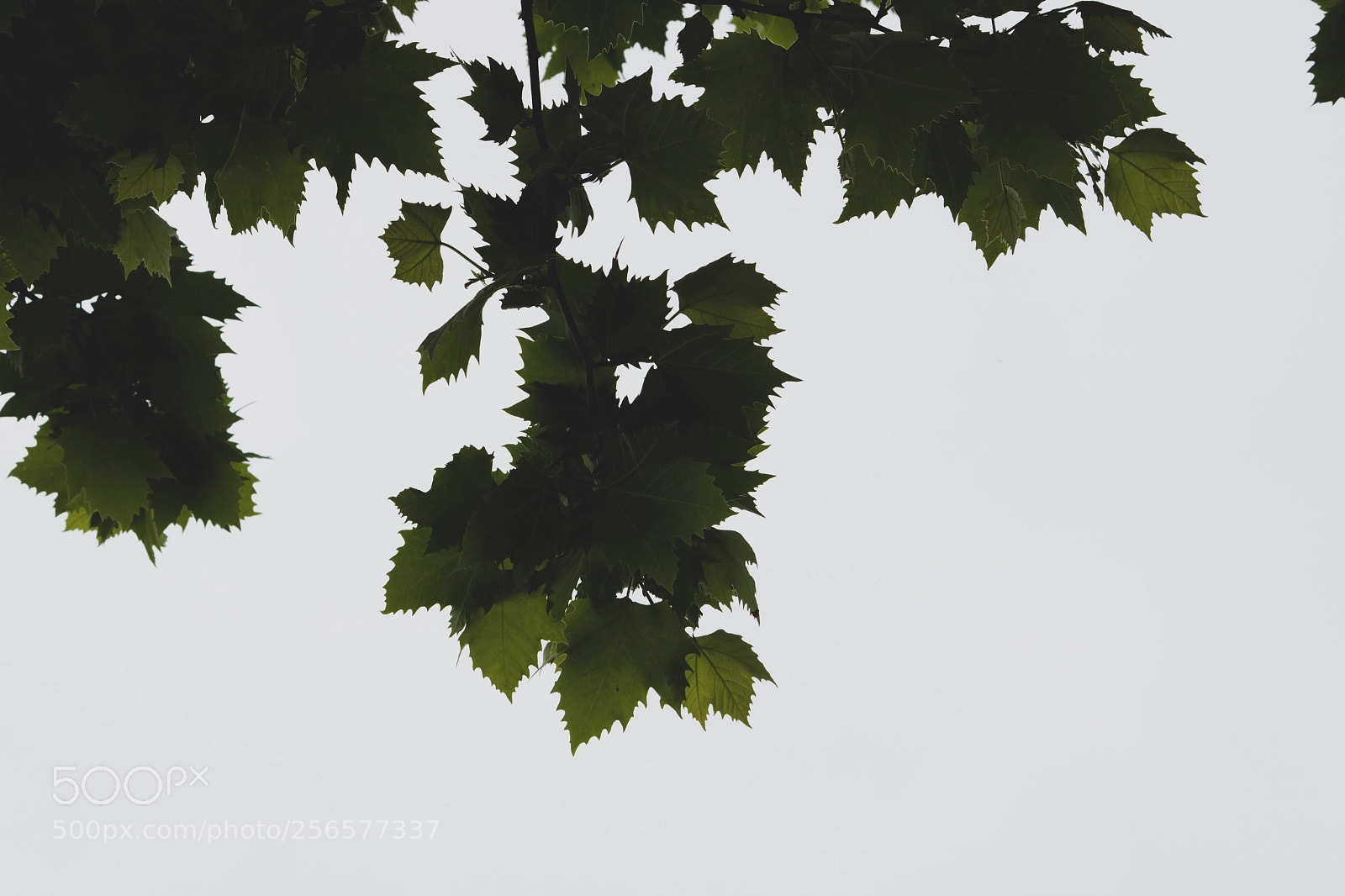 Canon EOS 750D (EOS Rebel T6i / EOS Kiss X8i) sample photo. Verdi contrasti photography