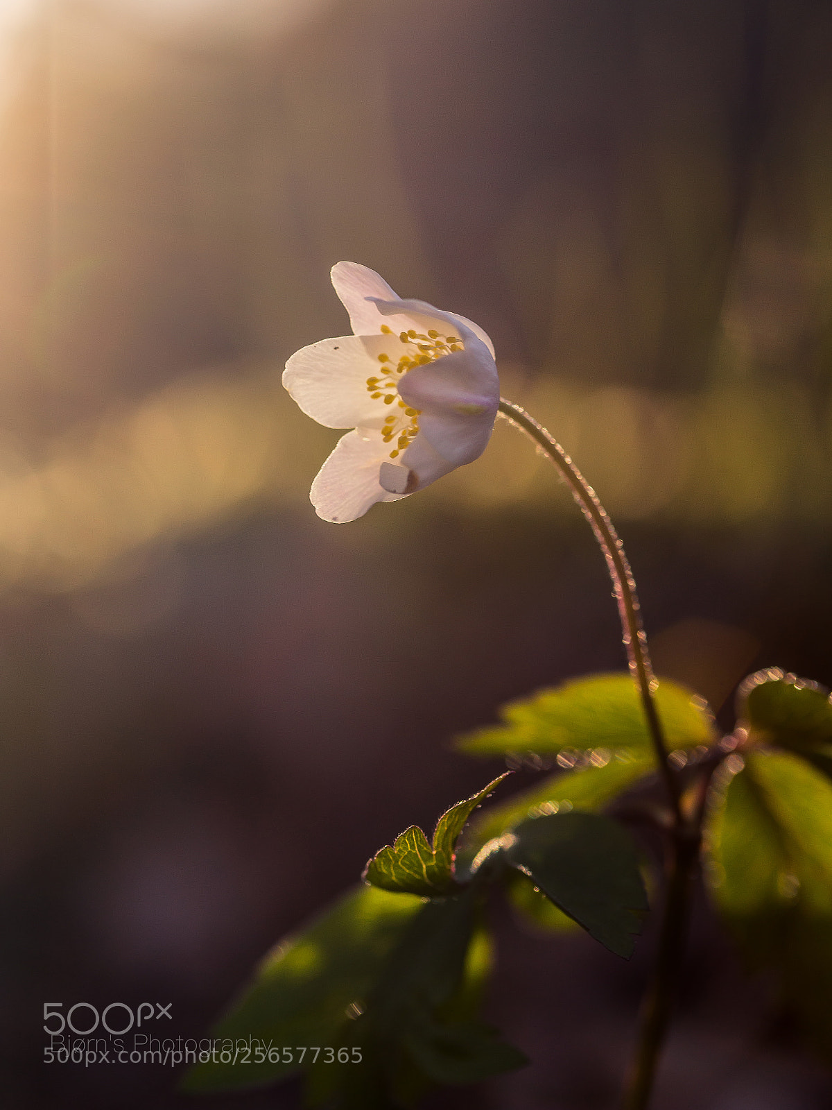 Canon EOS 6D sample photo. "anemones" photography