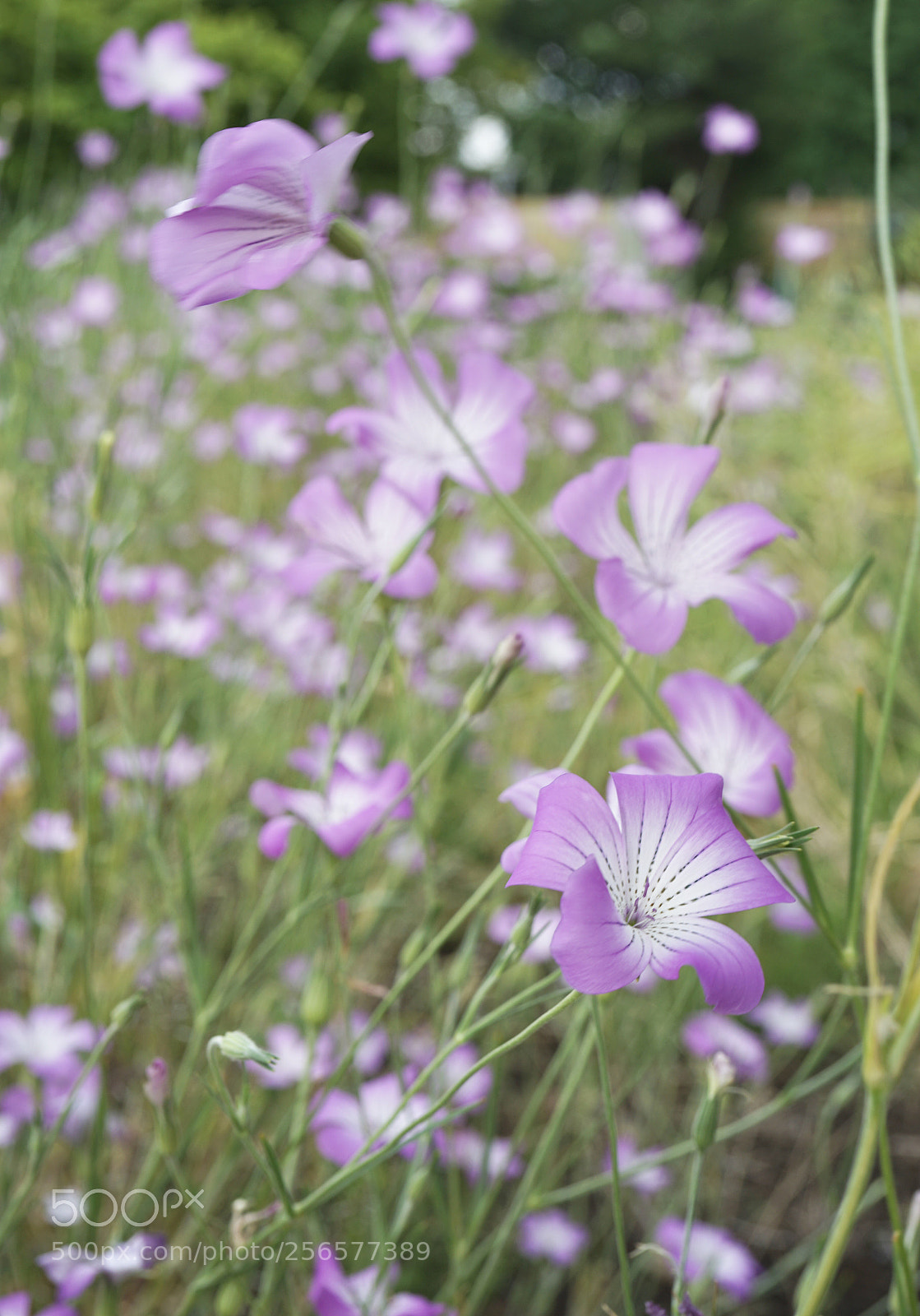 Sony a7 II sample photo. Spring colors. photography