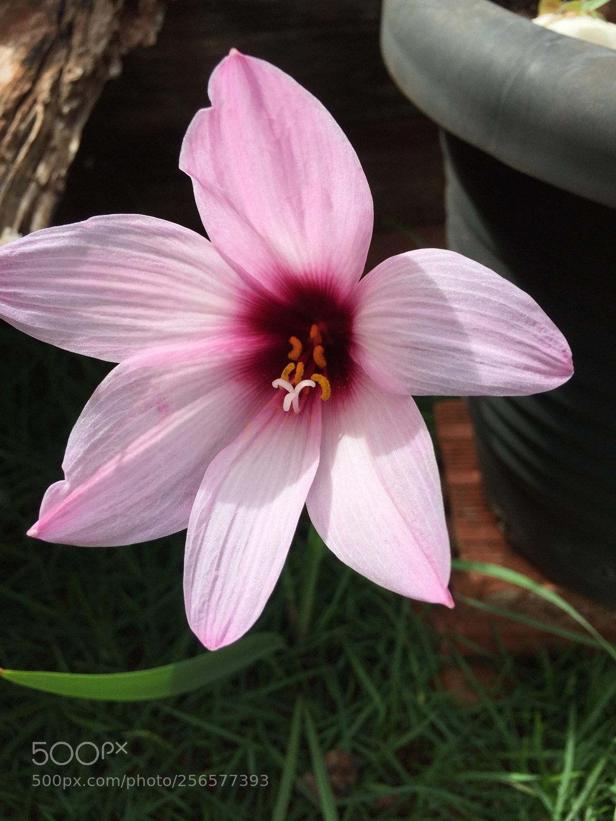 Apple iPhone 6 sample photo. Flor photography