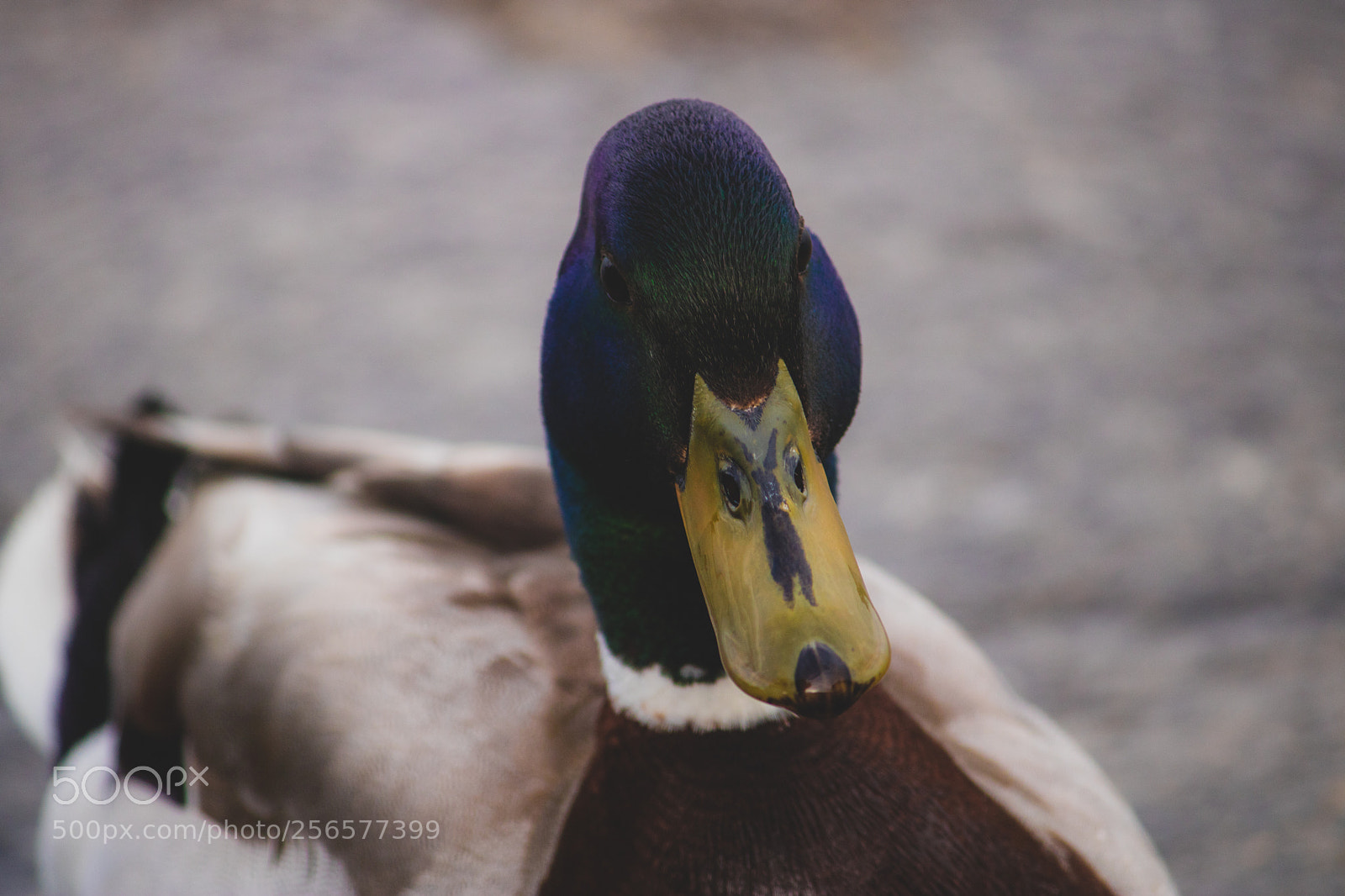 Canon EOS 750D (EOS Rebel T6i / EOS Kiss X8i) sample photo. Duck photography