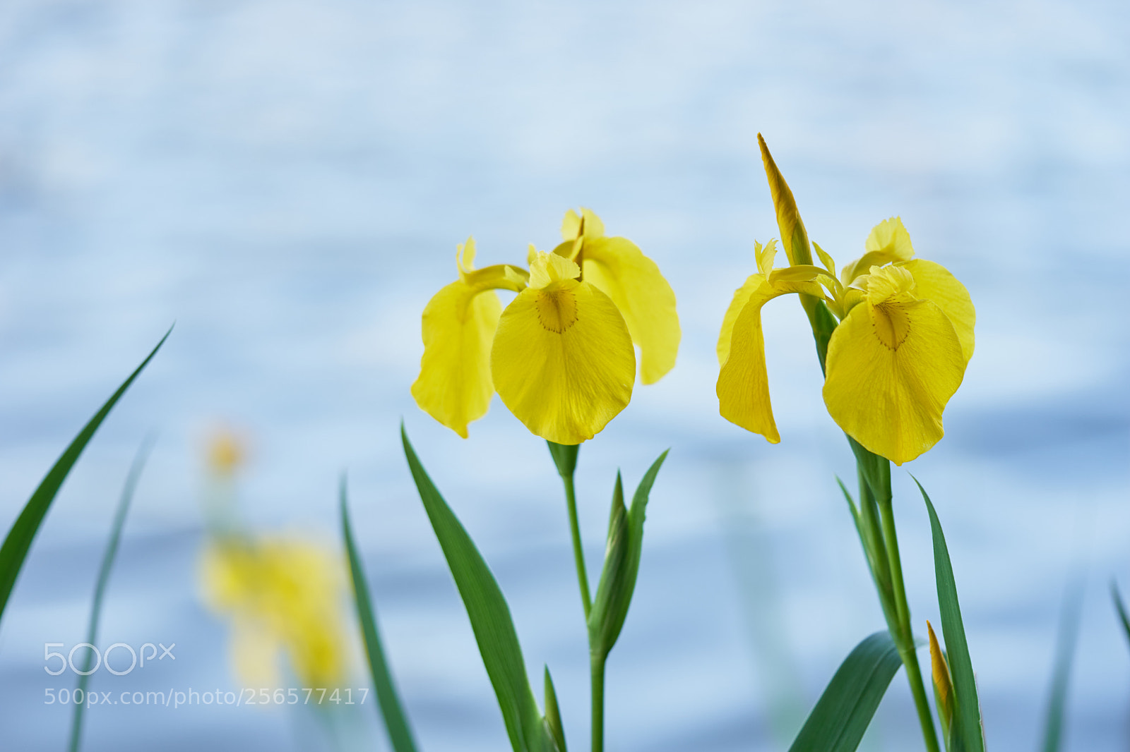 Sony a7 sample photo. Flowers 6545 photography