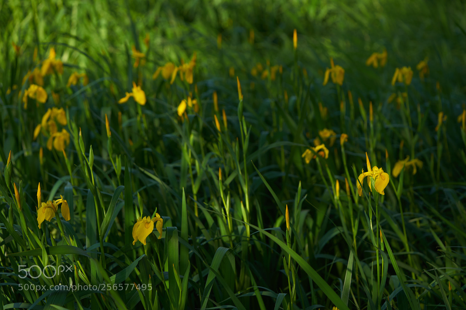 Sony a7 sample photo. Flowers 6546 photography