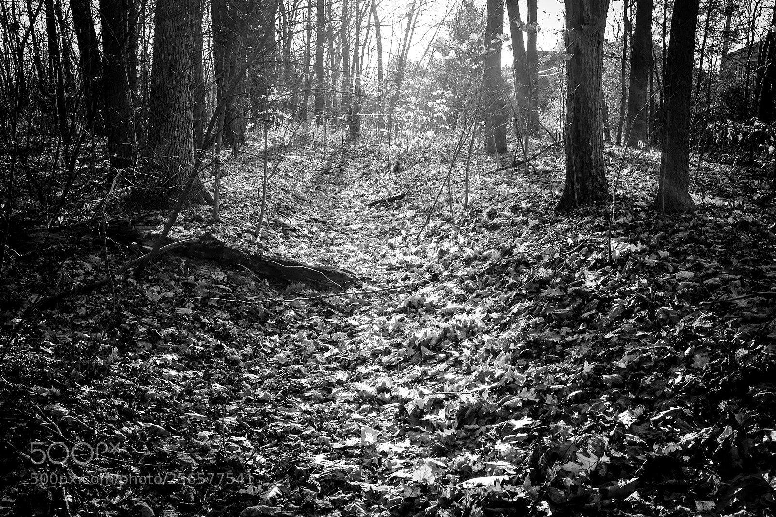 Fujifilm X100S sample photo. Into the light b photography