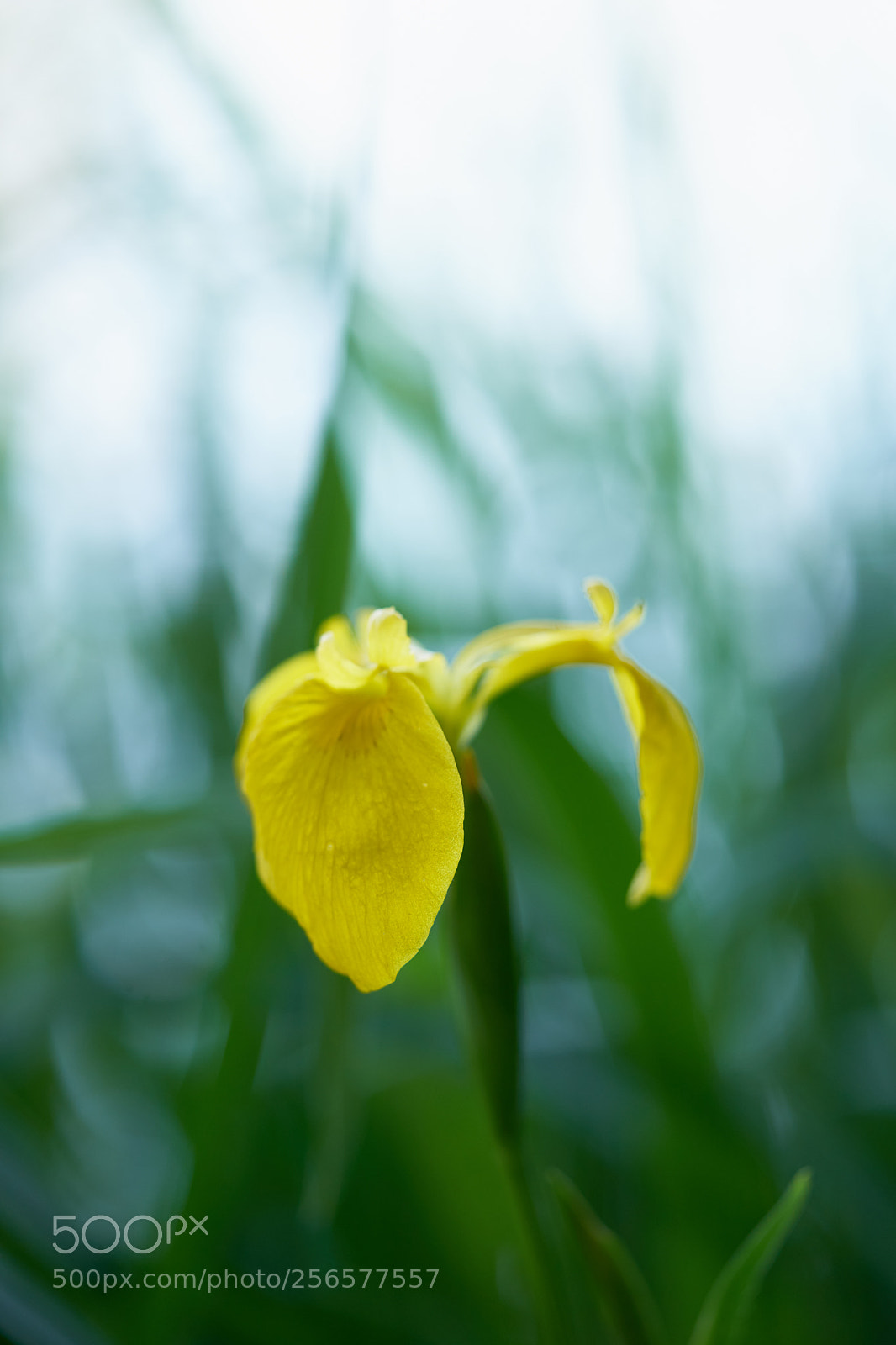 Sony a7 sample photo. Flowers 6547 photography