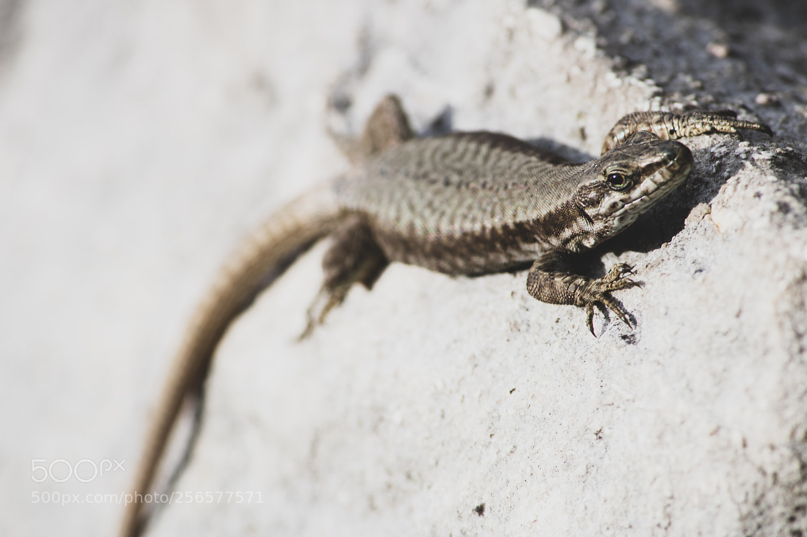 Canon EOS 750D (EOS Rebel T6i / EOS Kiss X8i) sample photo. Lizard photography