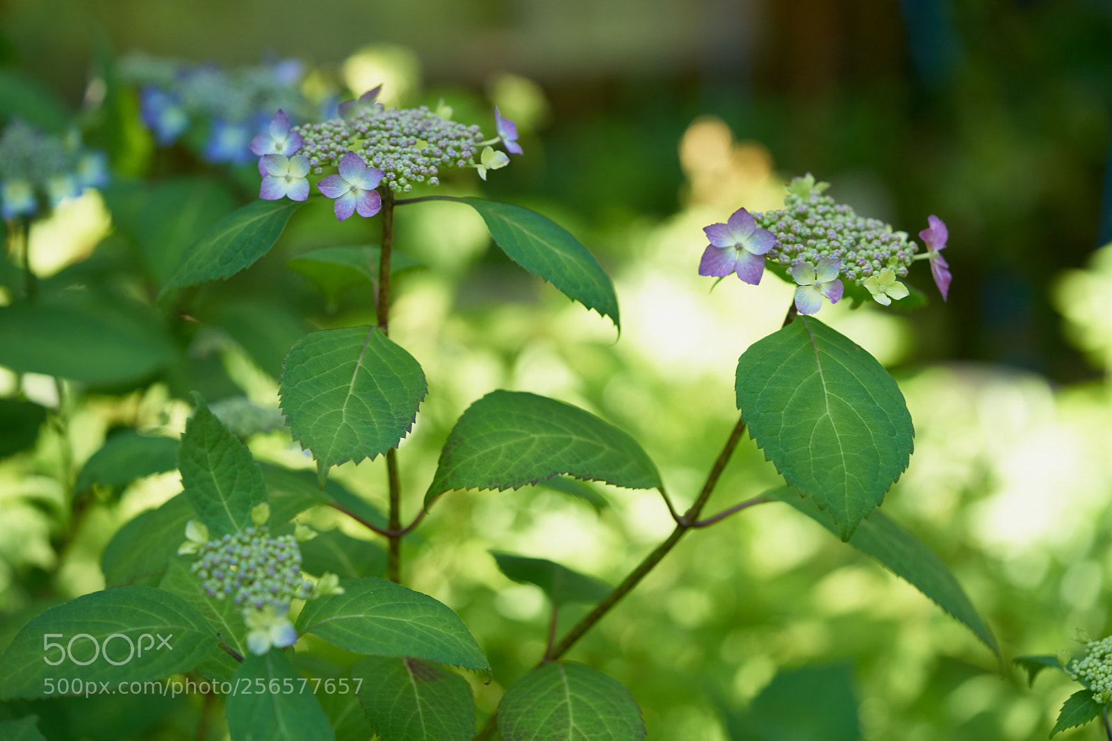 Sony a7 sample photo. Flowers 6548 photography
