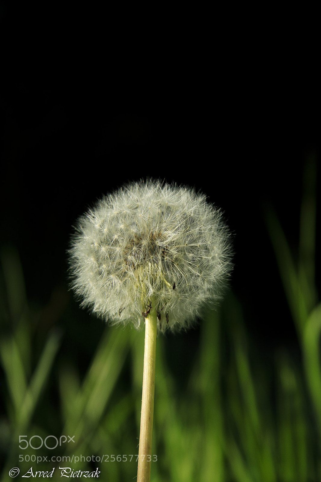 Canon EOS 50D sample photo. Mystic photography