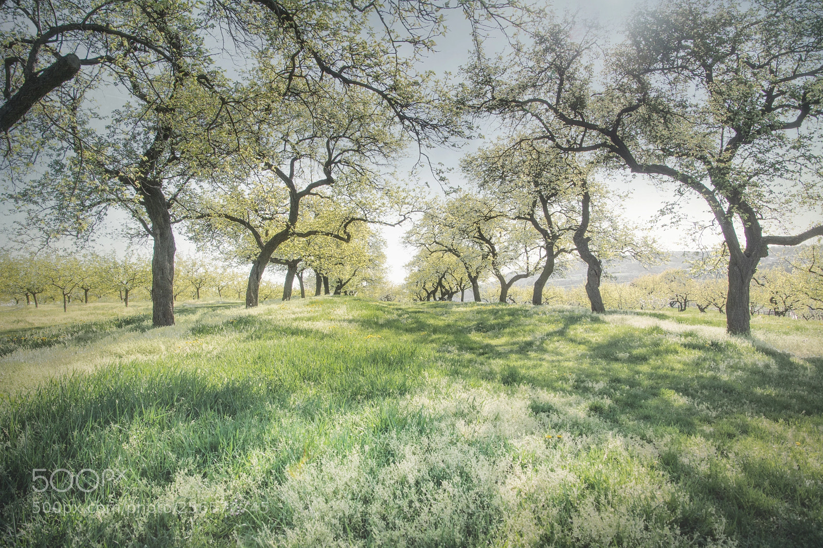 Nikon D5200 sample photo. Springmood photography