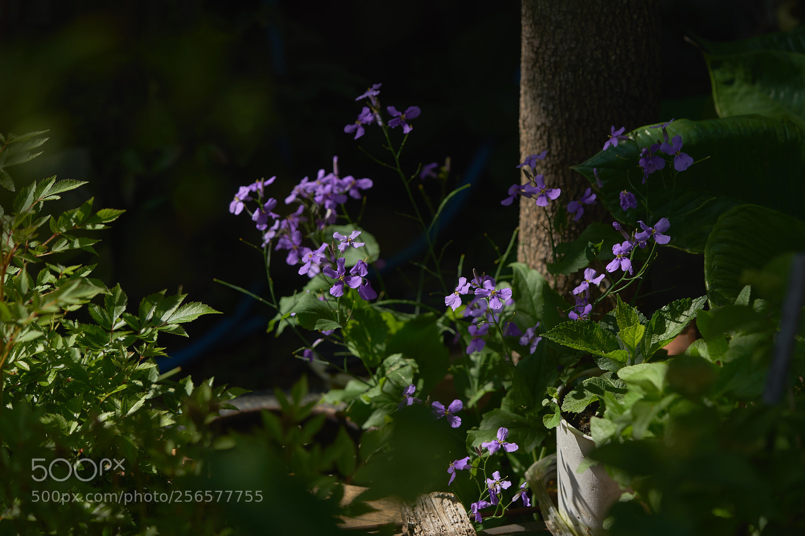 Sony a7 sample photo. Flowers 6549 photography