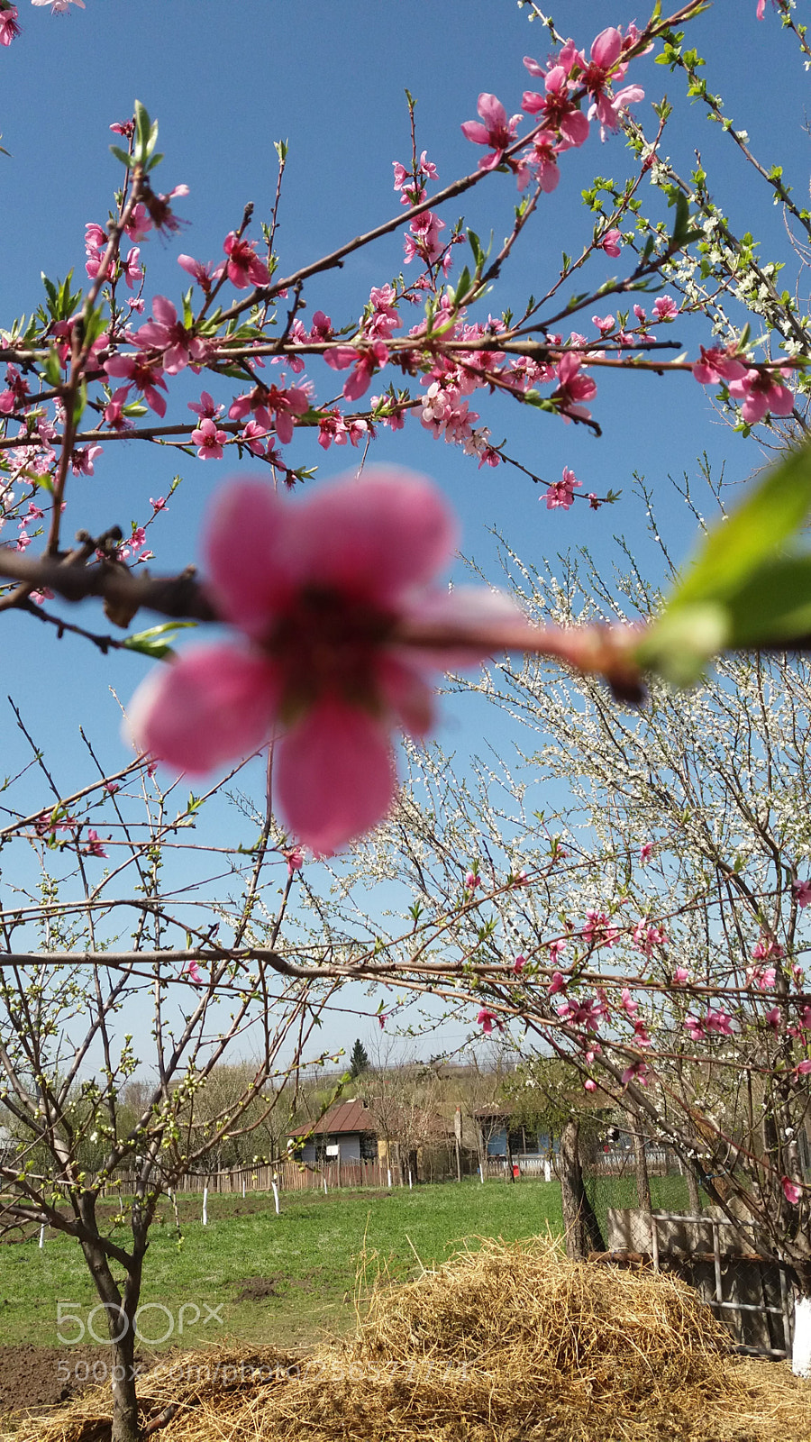 Samsung Galaxy J5 sample photo. 20180410_142739.jpg photography