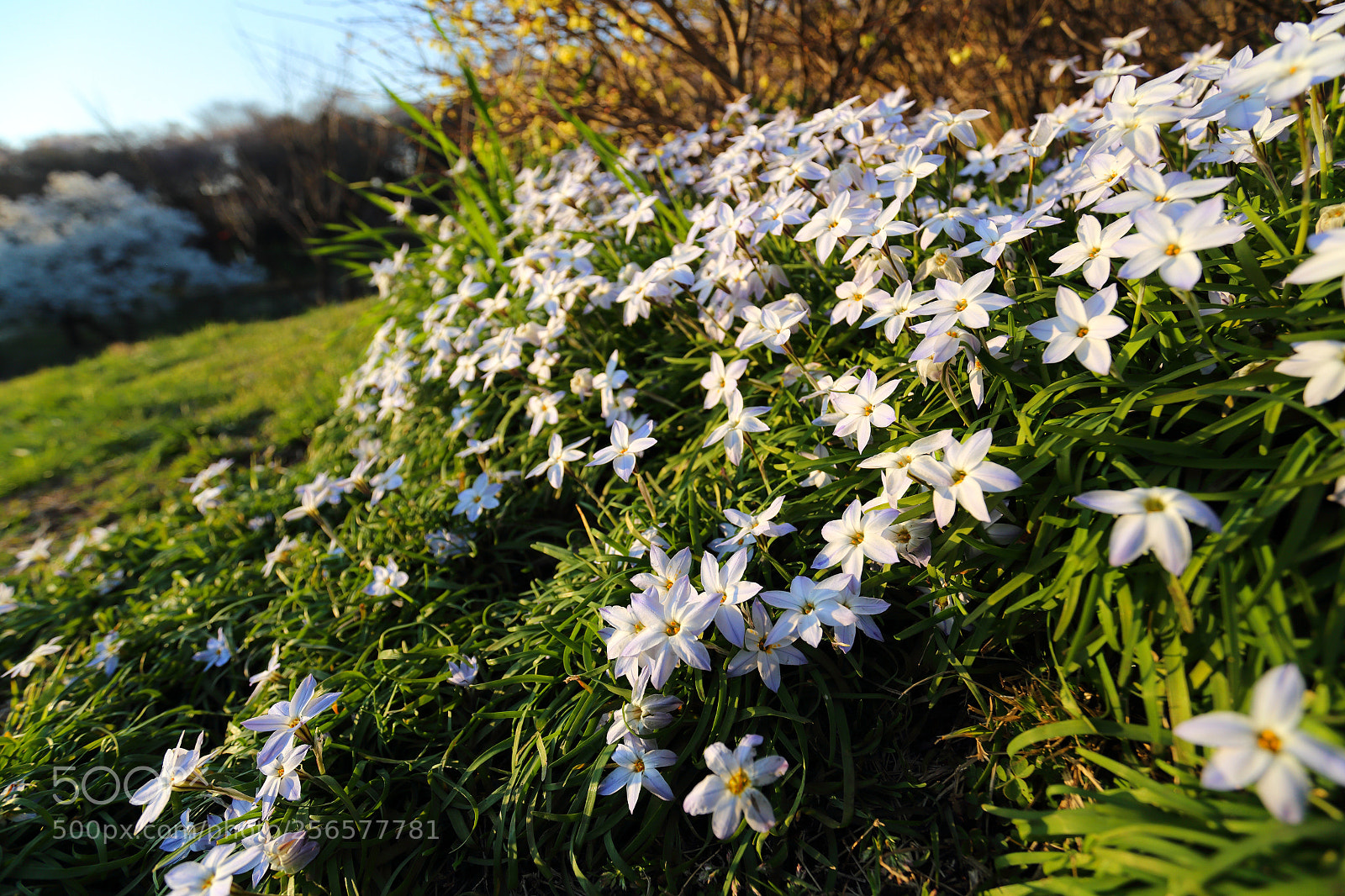 Canon EOS 6D sample photo. Towards the evening sun photography