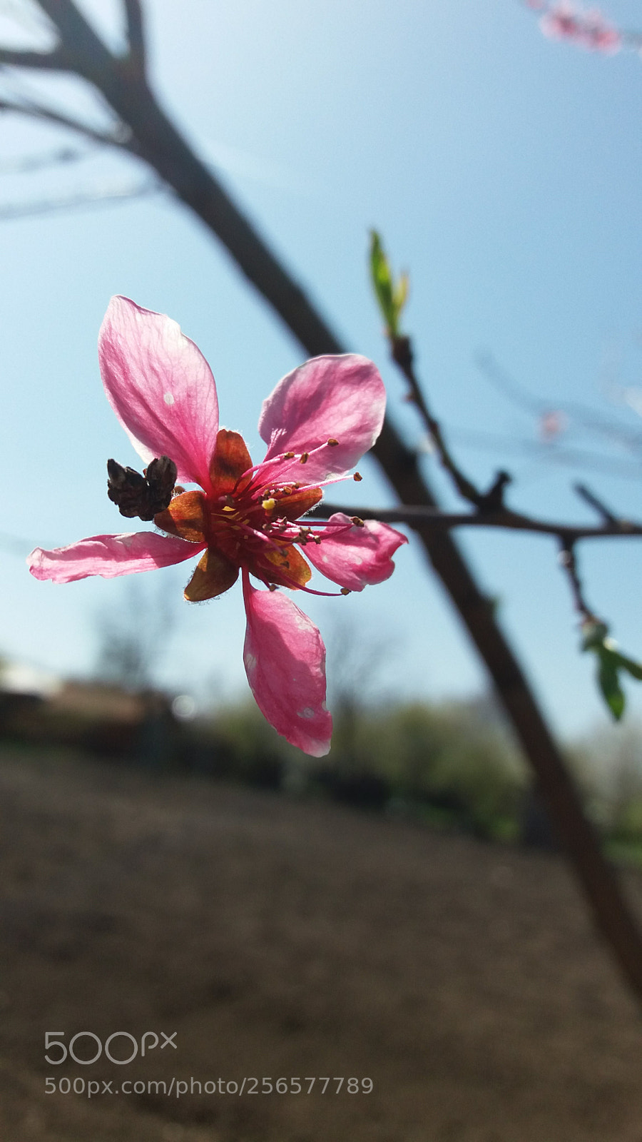 Samsung Galaxy J5 sample photo. 20180410_142833.jpg photography