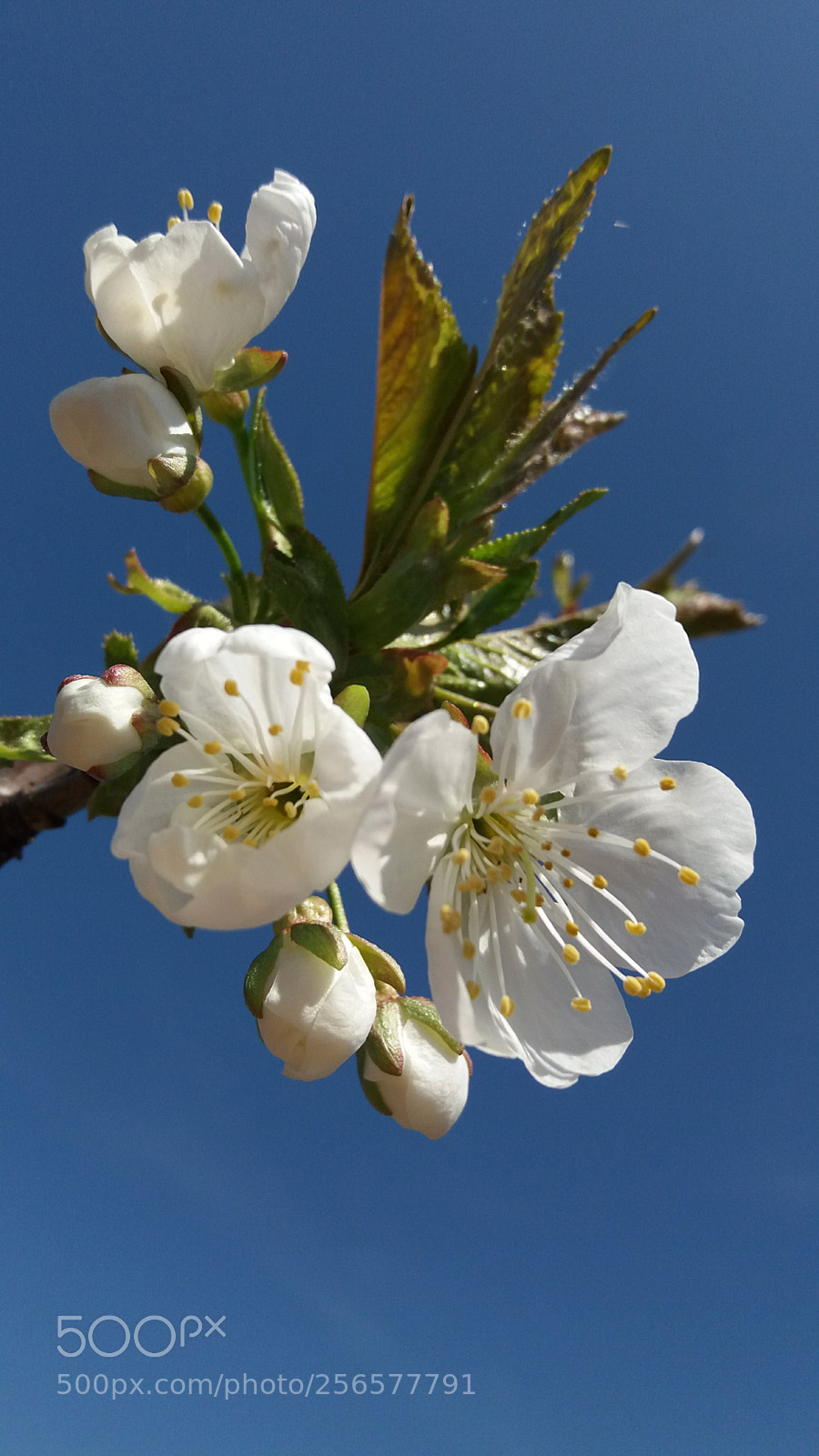 Samsung Galaxy J5 sample photo. 20180410_143434.jpg photography